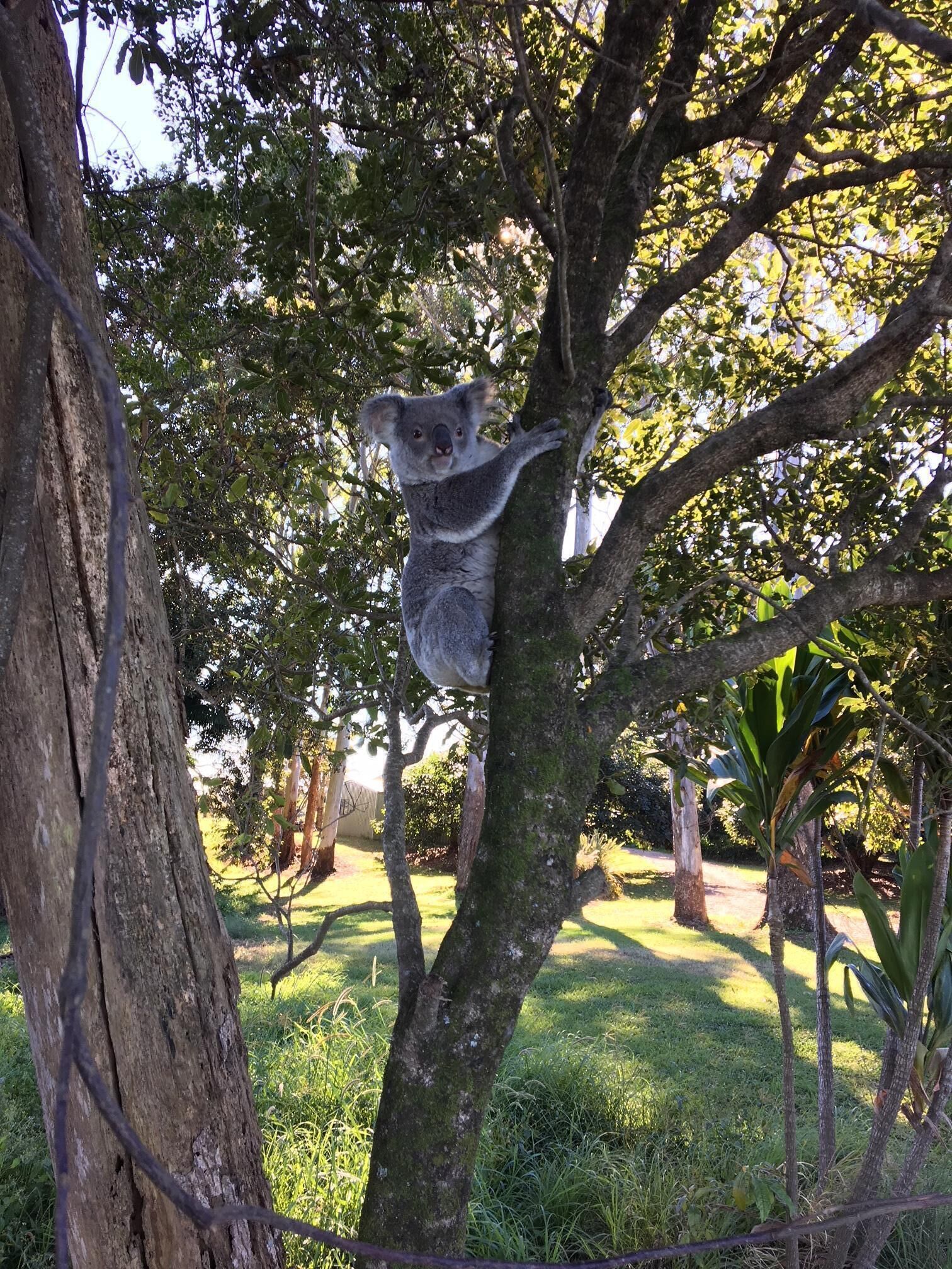 Escape to Bangalow, Byron Hinterland Accommodation With Stunning Views