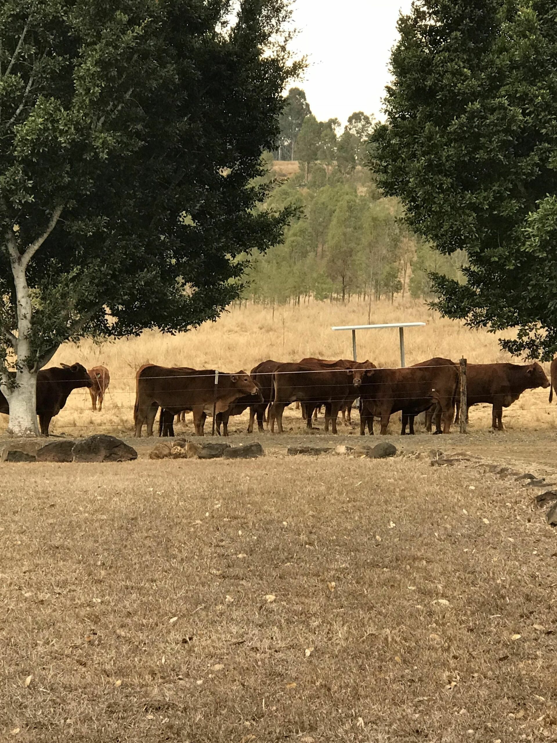 Freedom Farm - 200 Acres, Beautiful Scenic Rim