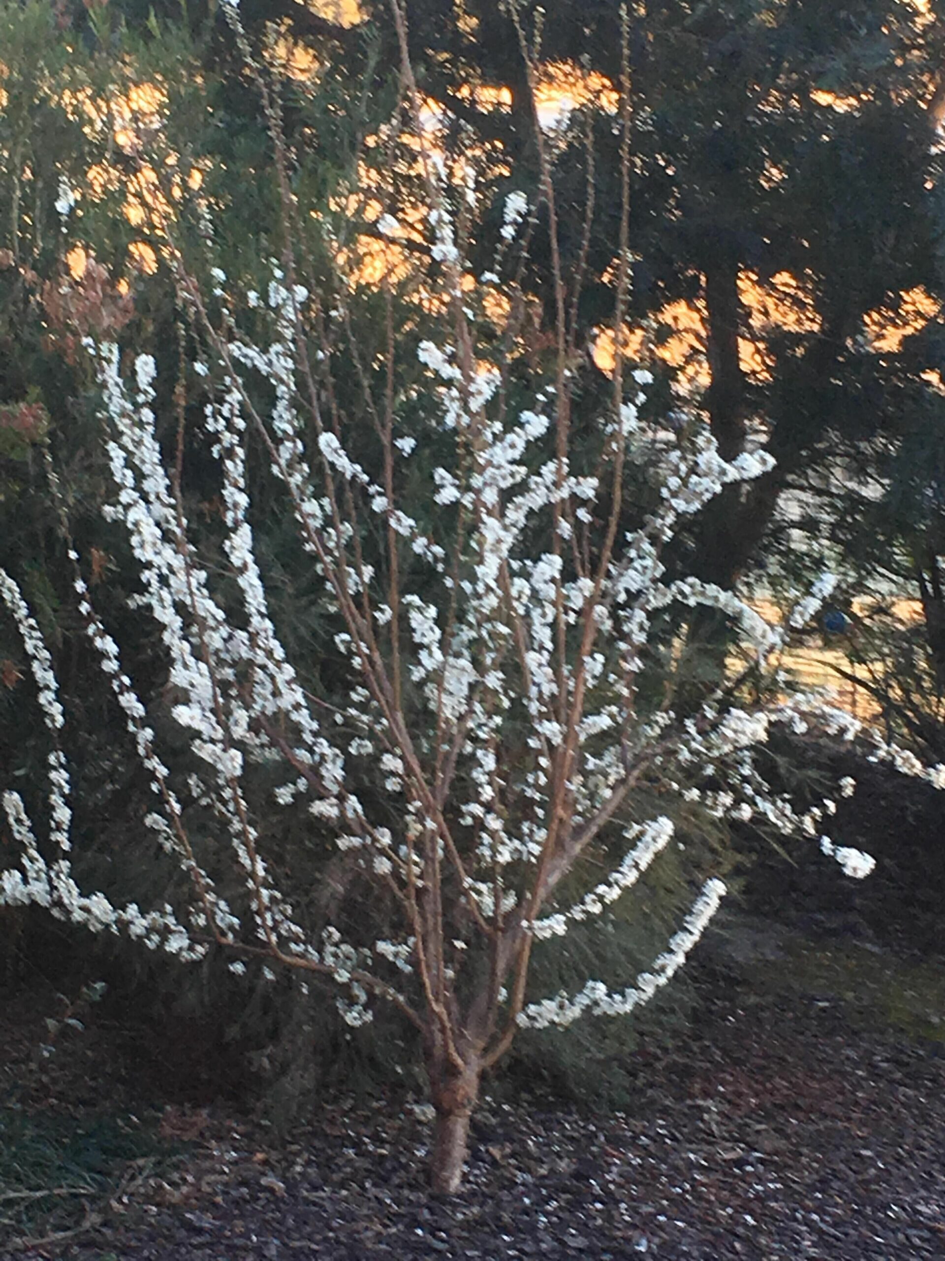 Serenity on Stanthorpe