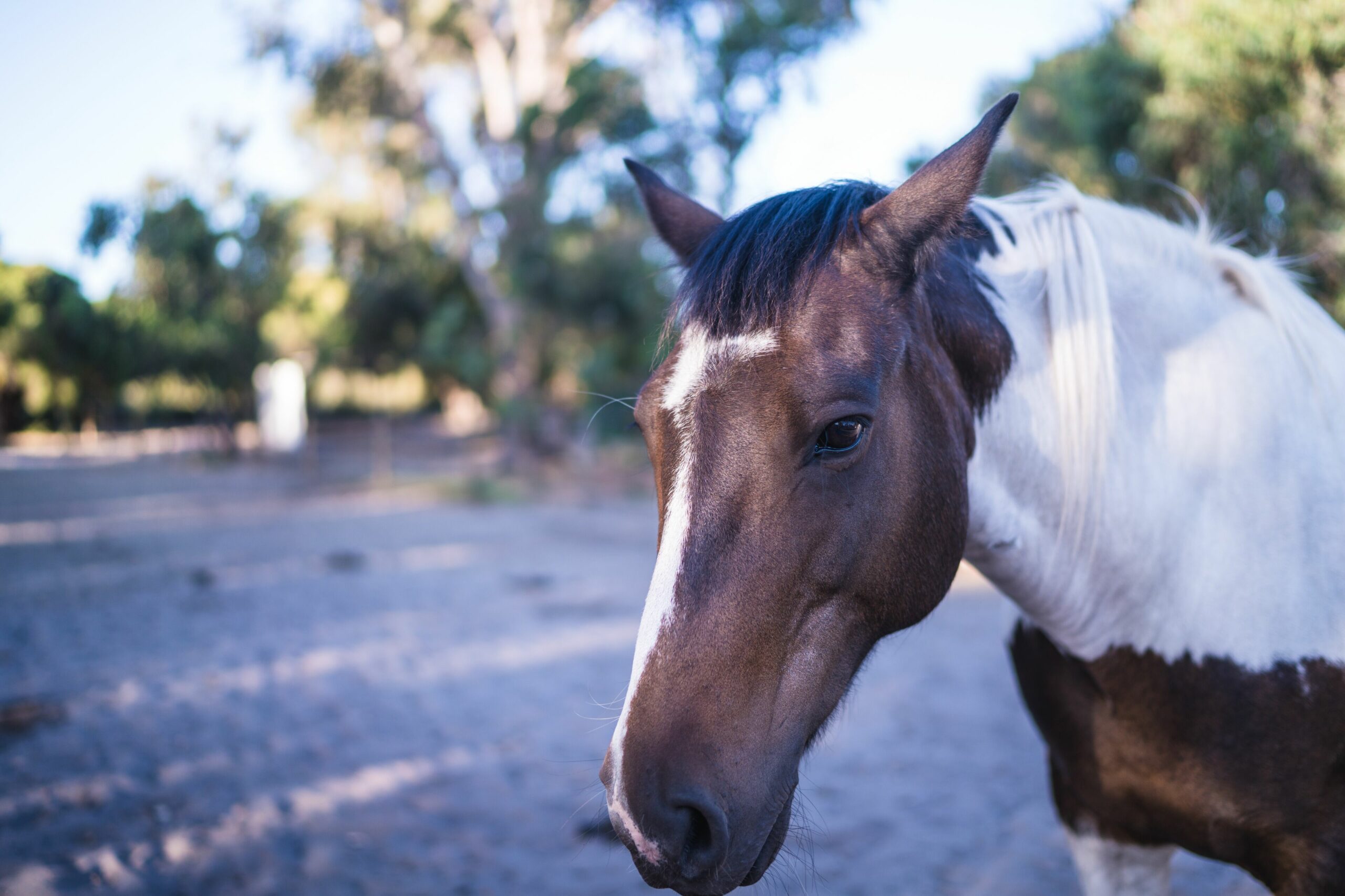 Harmony Acres Homestead set on 5 acres offers the best of both worlds