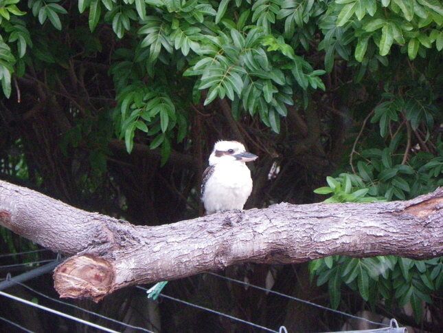 The Treehouse ~ Sanitised - YES !!!- Bed Linen & Kayaks Incl - Pets Welcome!