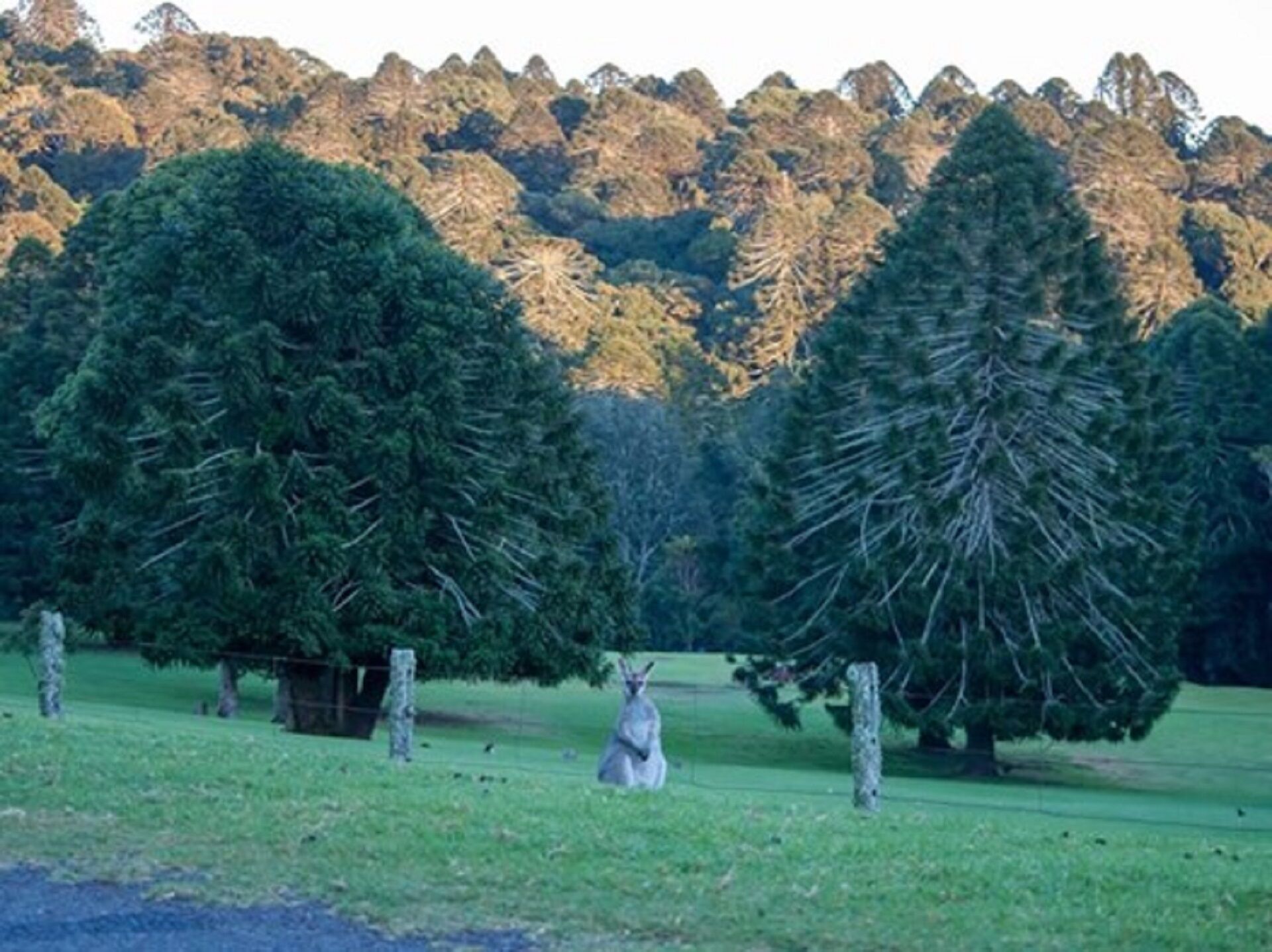 Escape to the Country - Enjoy the Firepit or Explore Magical Bunya Mountains