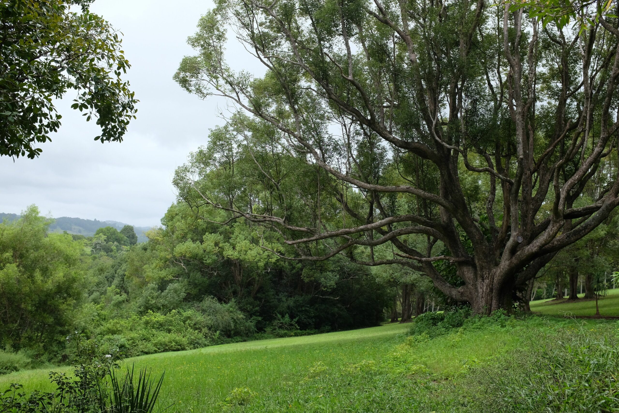 Tranquil Rainforest Escape, Close to Heritage Village of Bangalow