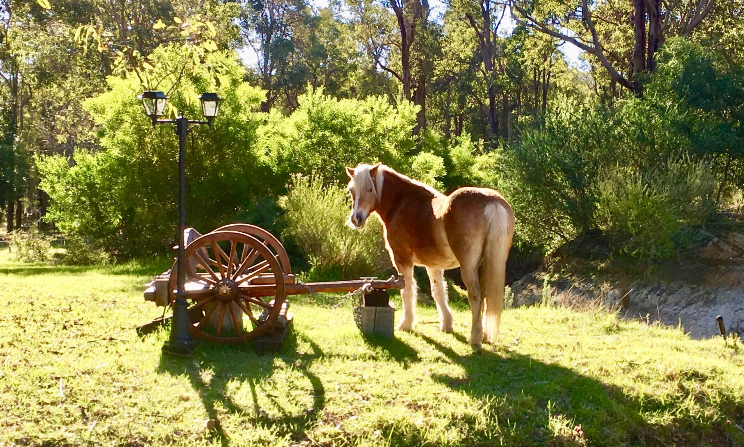 GUMLEAF COTTAGE FARMSTAY - Free daily Animal feeding - close to Perth!