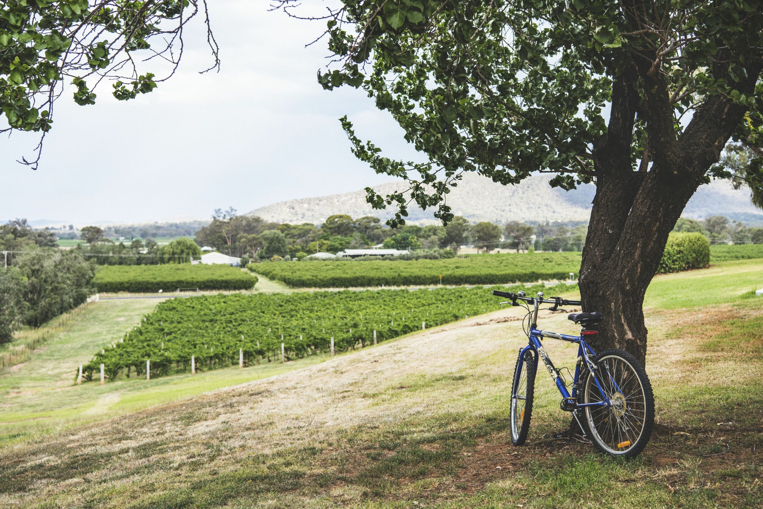 Eurunderee House - Nestled in Mudgees Famous Vineyards