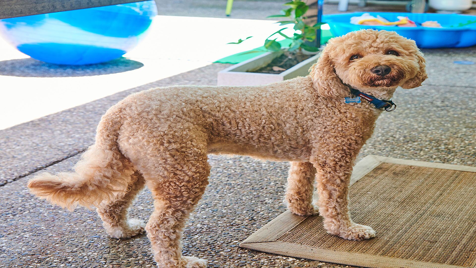 Carmel by the Sea is dog Friendly in Brunswick Heads