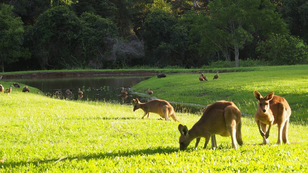 Caboolture 4.5 Star Holiday Home at the Gateway to the Sunshine Coast in Qld