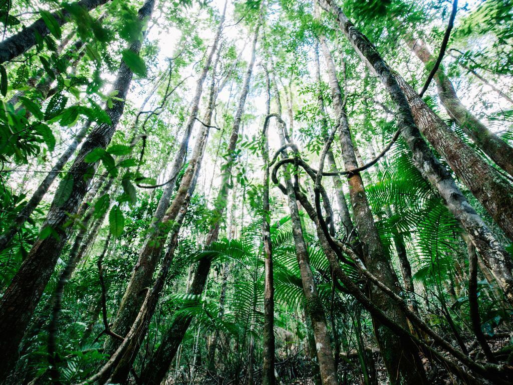 Byron Hinterland - Unique Rainforest Escape