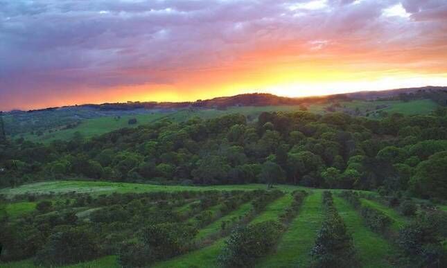 The Hut Byron Bay HInterland