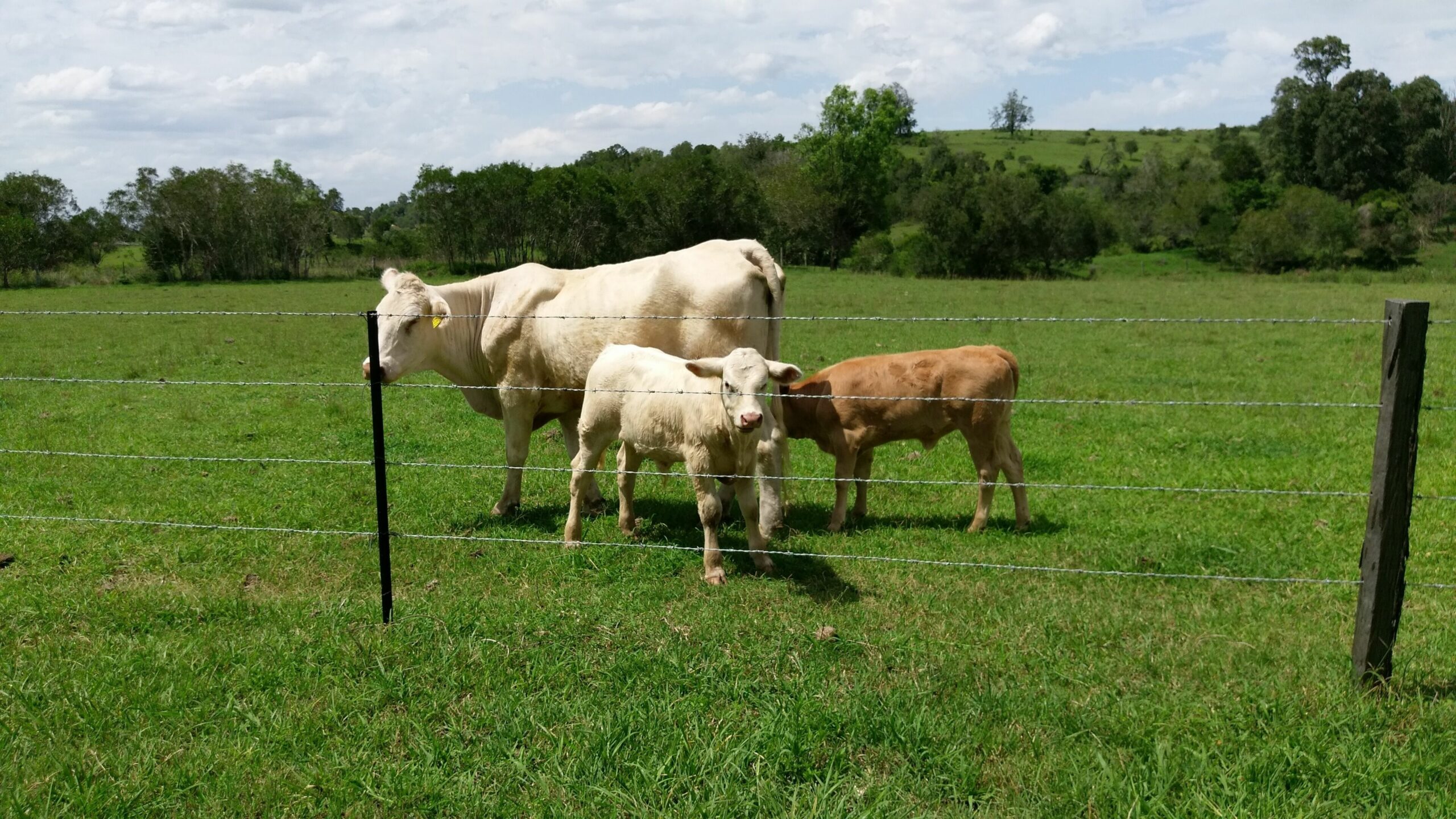 Tallavalley Farm BnB