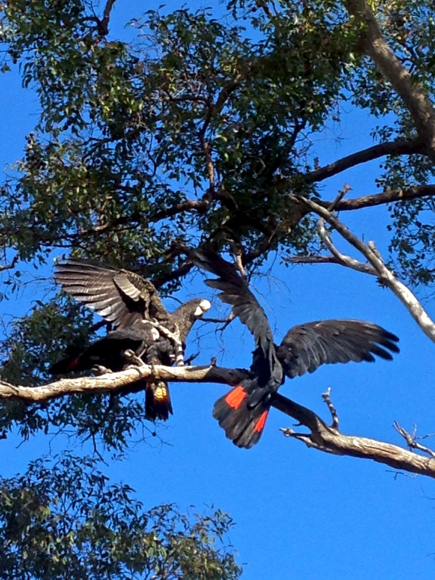 GUMLEAF COTTAGE FARMSTAY - Free daily Animal feeding - close to Perth!