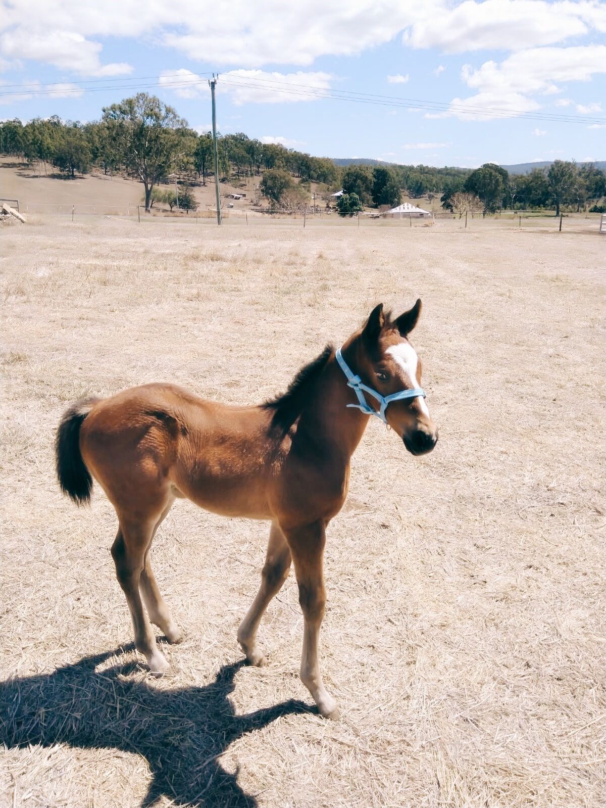 Freedom Farm - 200 Acres, Beautiful Scenic Rim