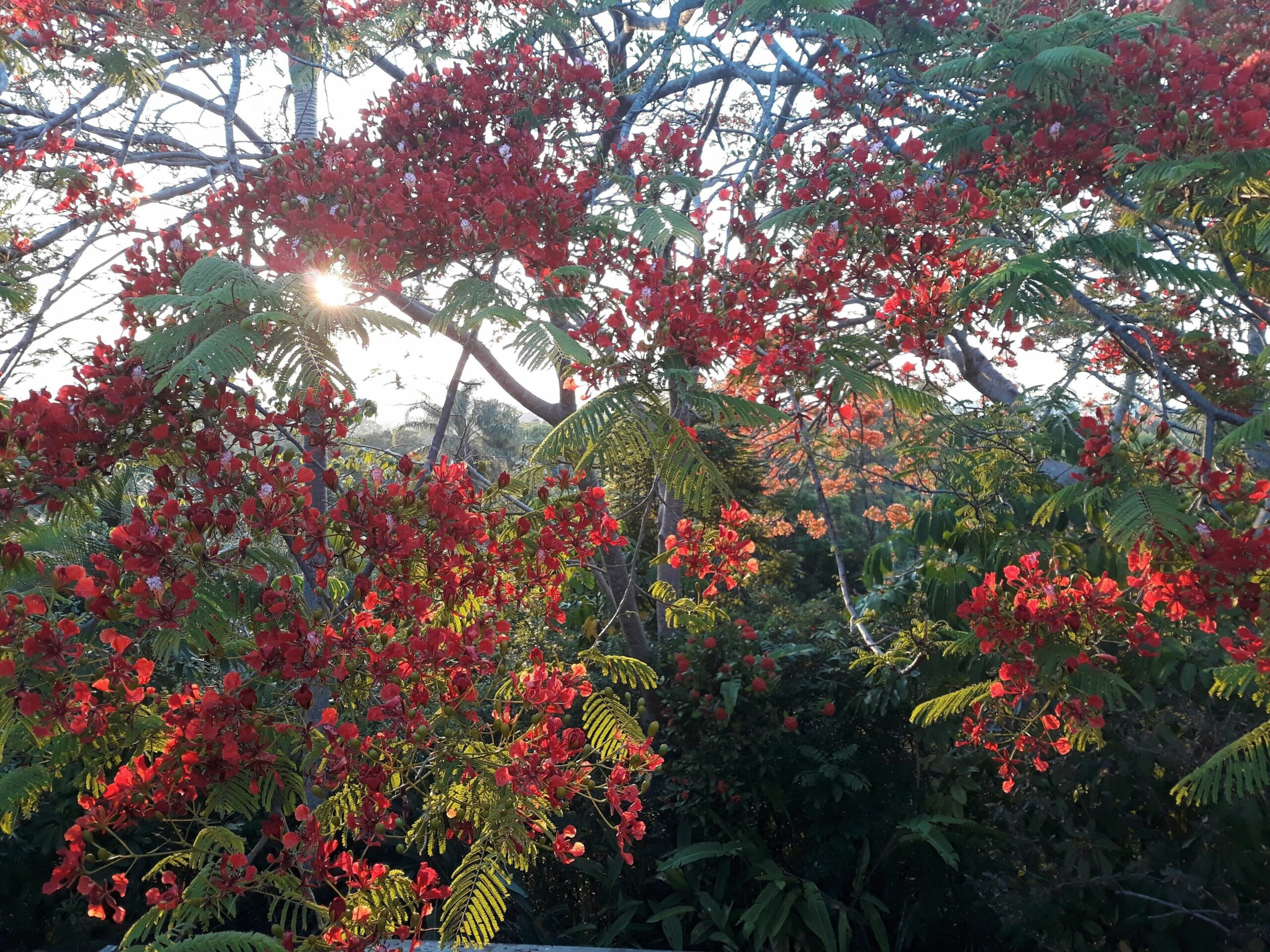 Beautiful secluded home in Mullumbimby