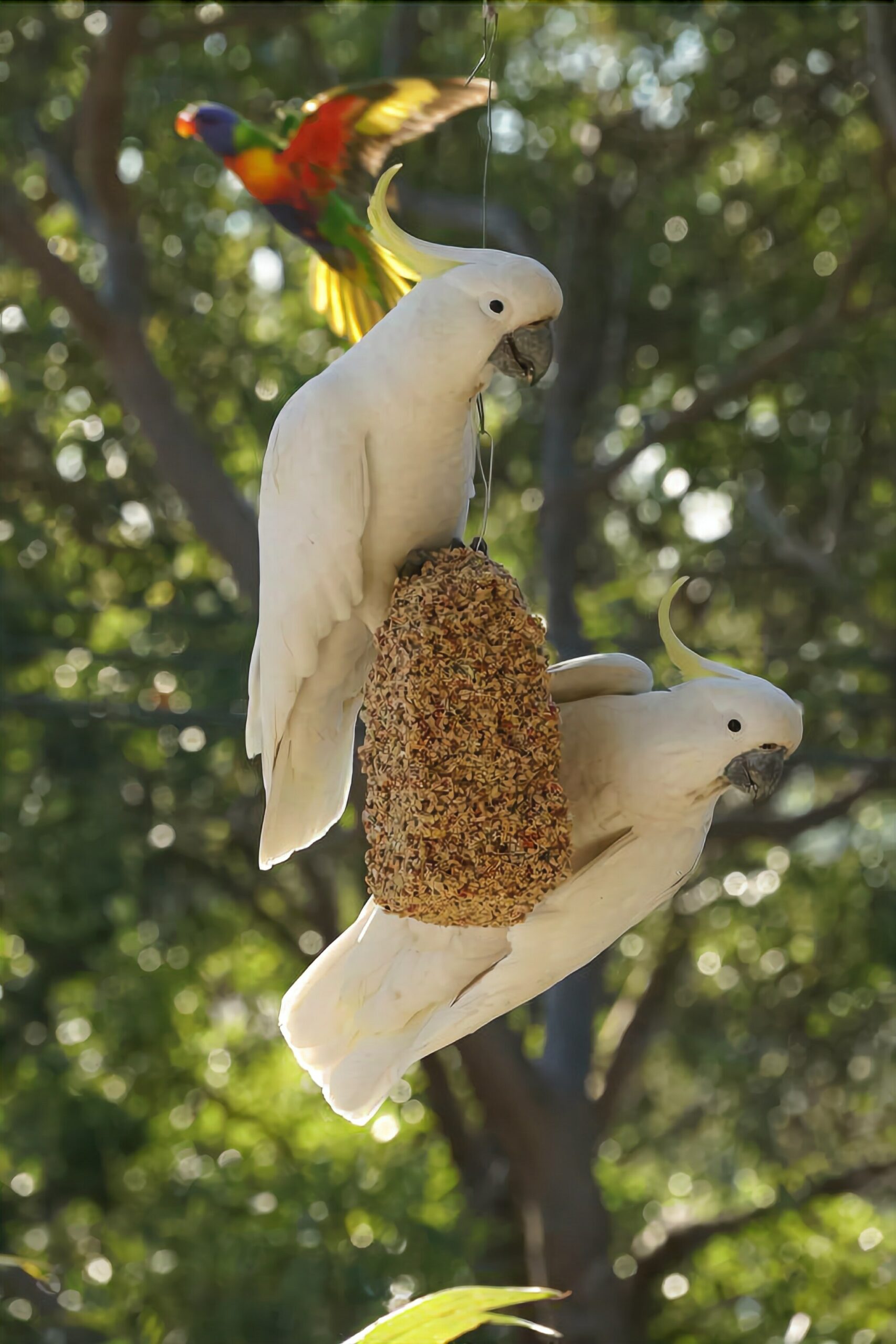 A House With a View and a Seabreeze - a Home in the Trees Where the Birds Sing!