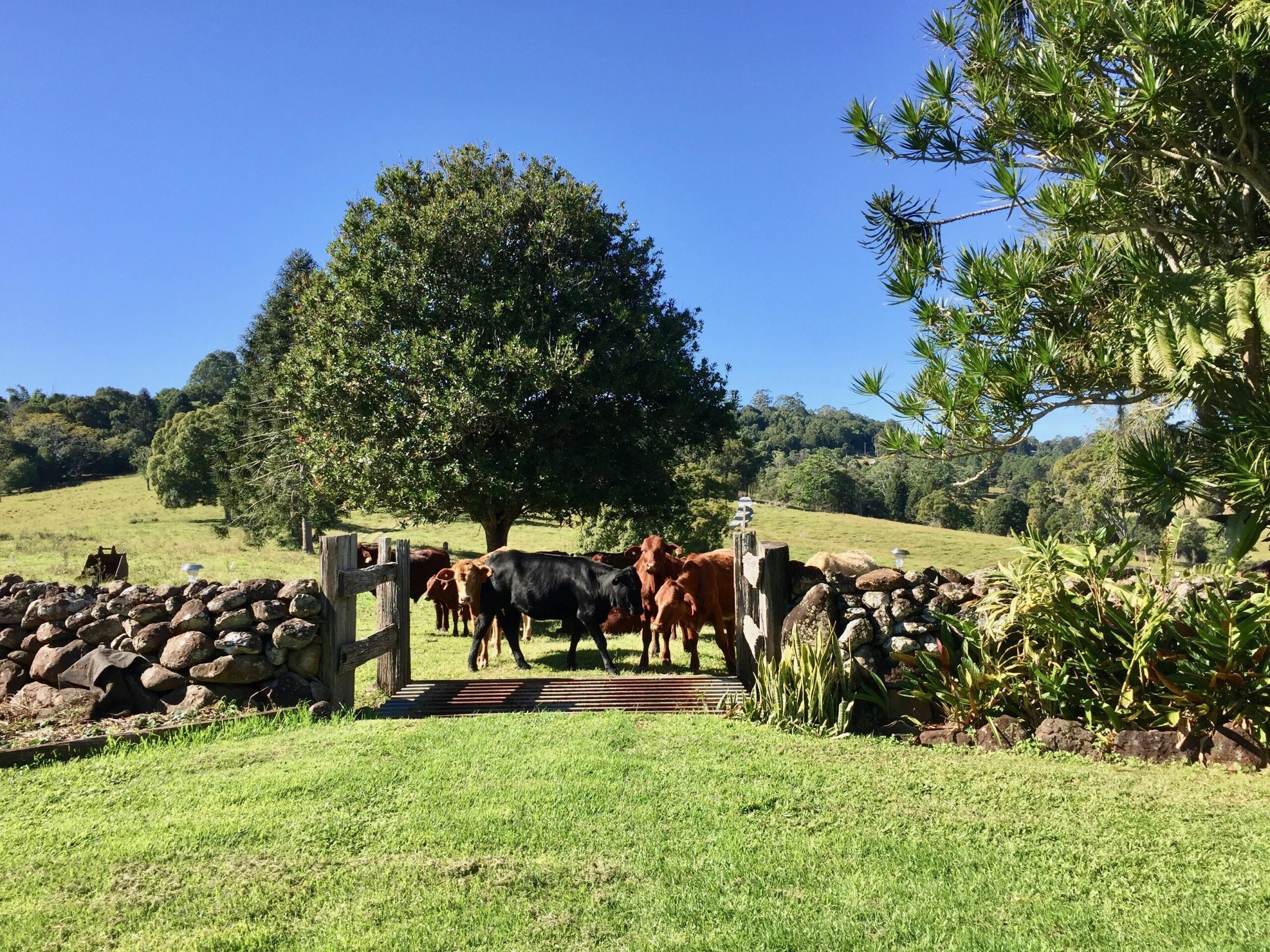 Byron Hinterland Farm Cottage on Cattle property