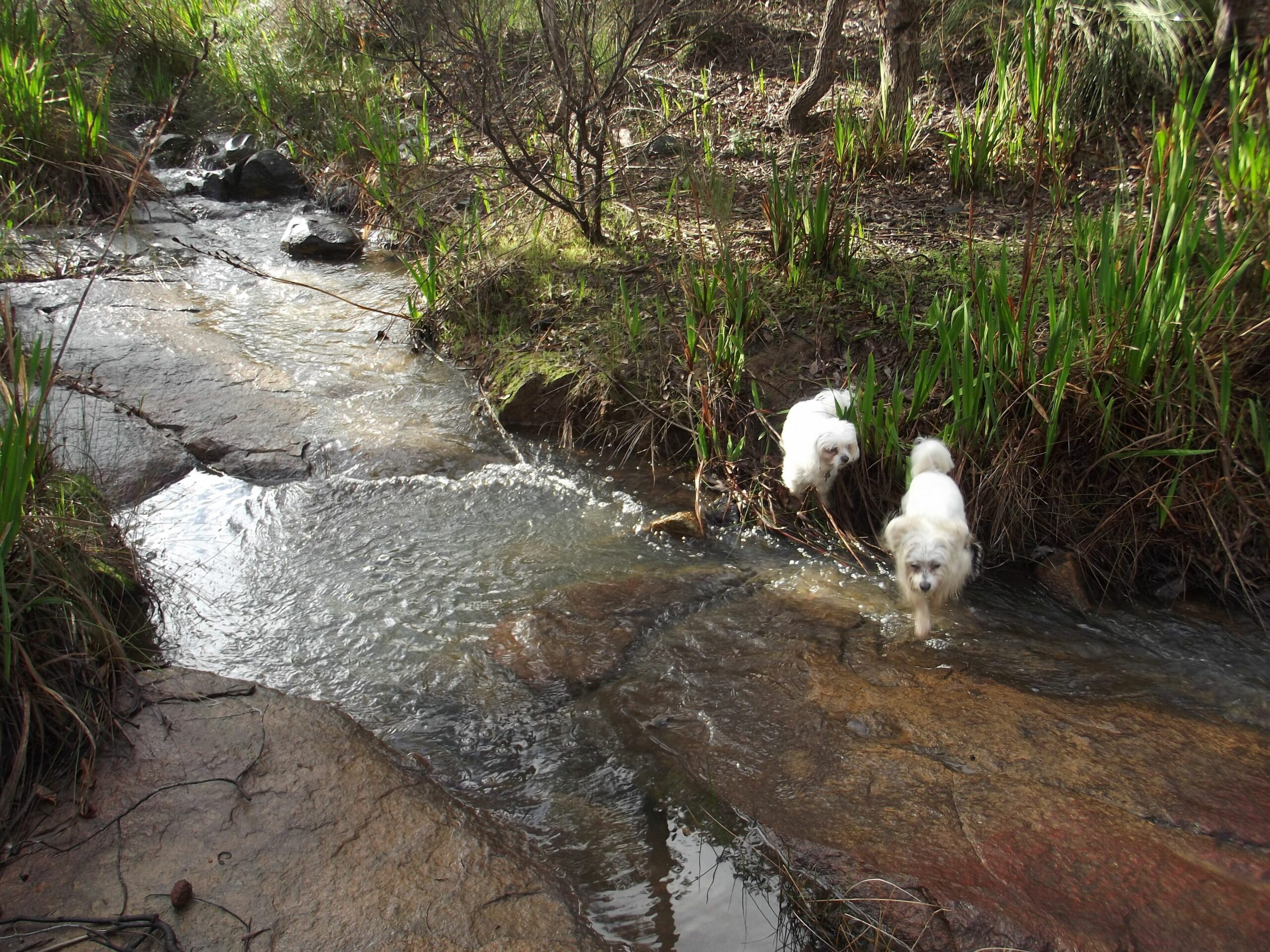 Escape in This dog Friendly Self-contained Luxurious 2 Storey Cottage