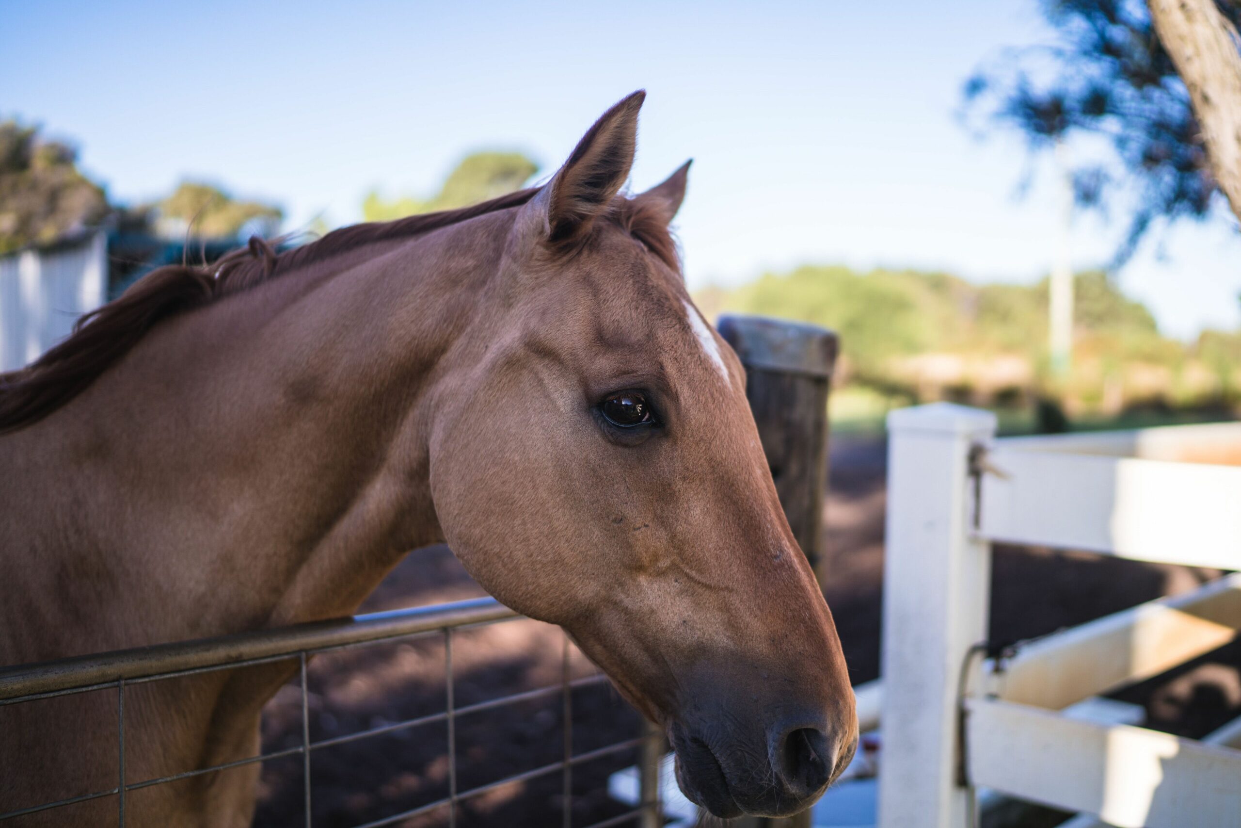 Harmony Acres Offers a Peaceful, Tranquil Getaway for Couples and Families