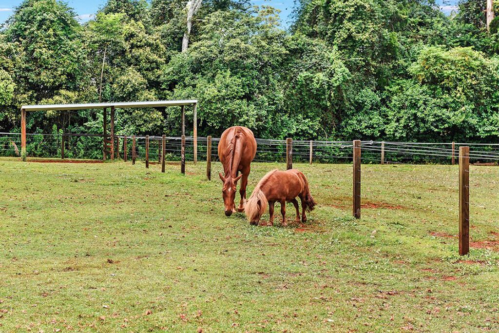 Cassowary Luxury Cottage - Mount Tamborine