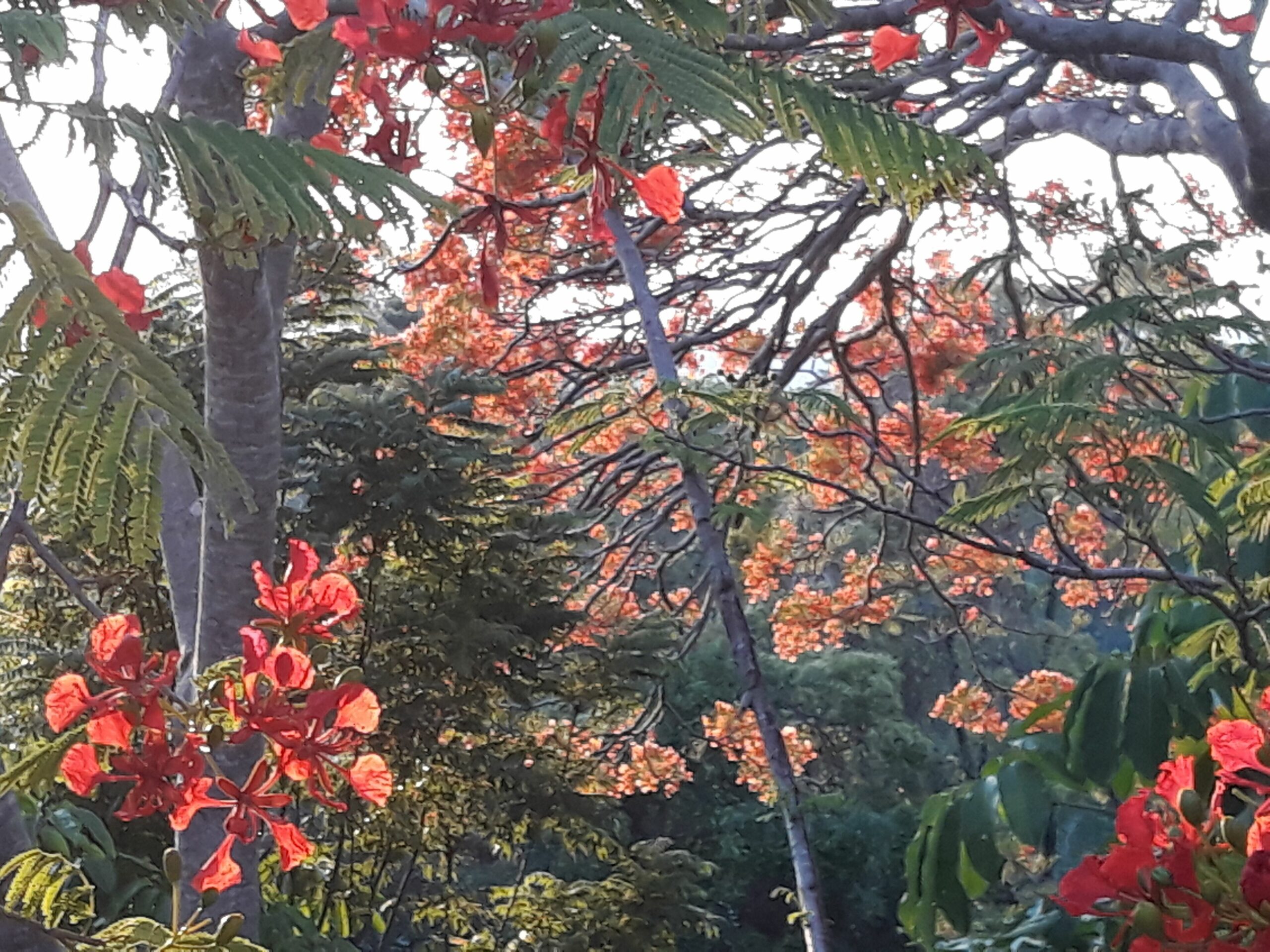 Beautiful secluded home in Mullumbimby