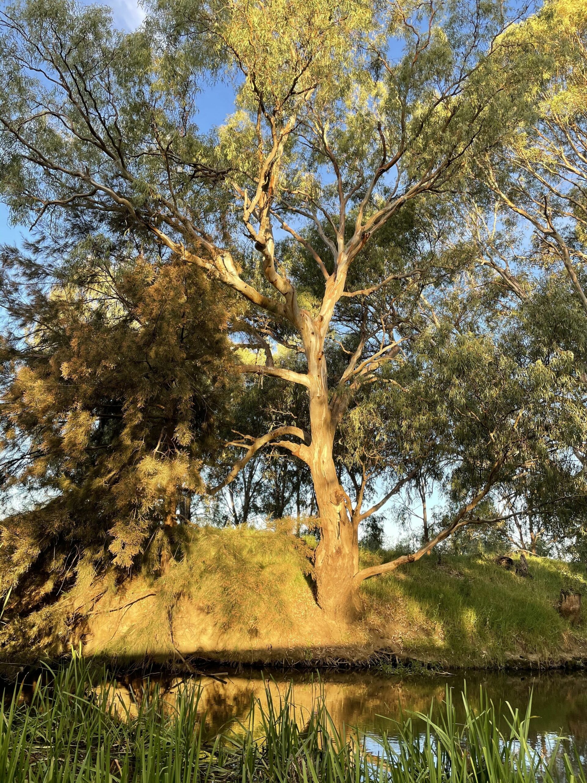 Almas Cottage 10 Acres on the River in the Middle of Mudgee Town