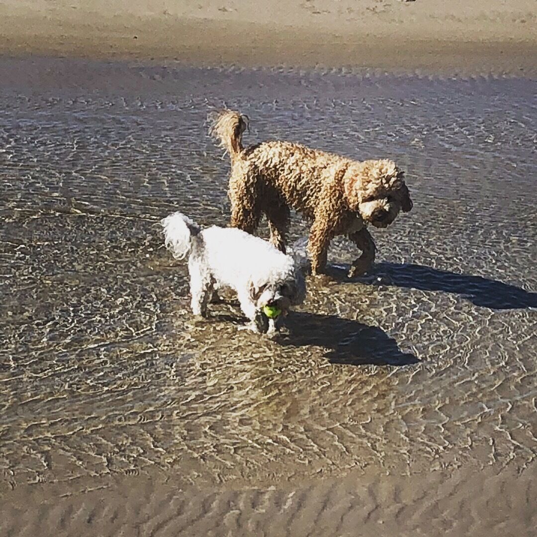 Carmel by the Sea is dog Friendly in Brunswick Heads