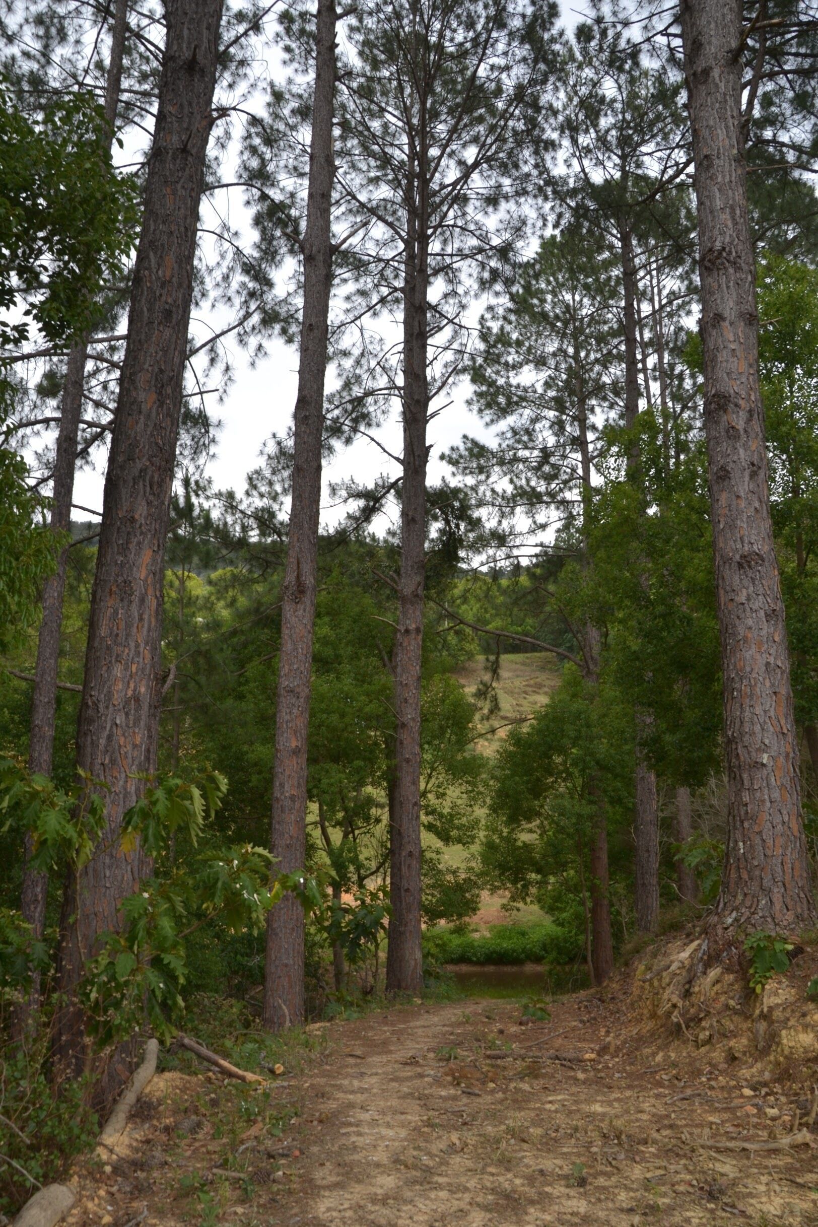 Currumbin Valley View Cottage