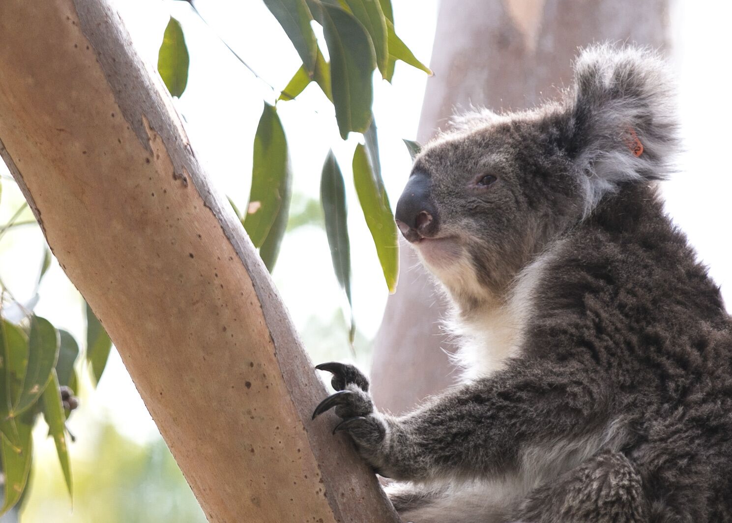 Yanchep Beach Bungalow - Oceanfront - Pet Friendly