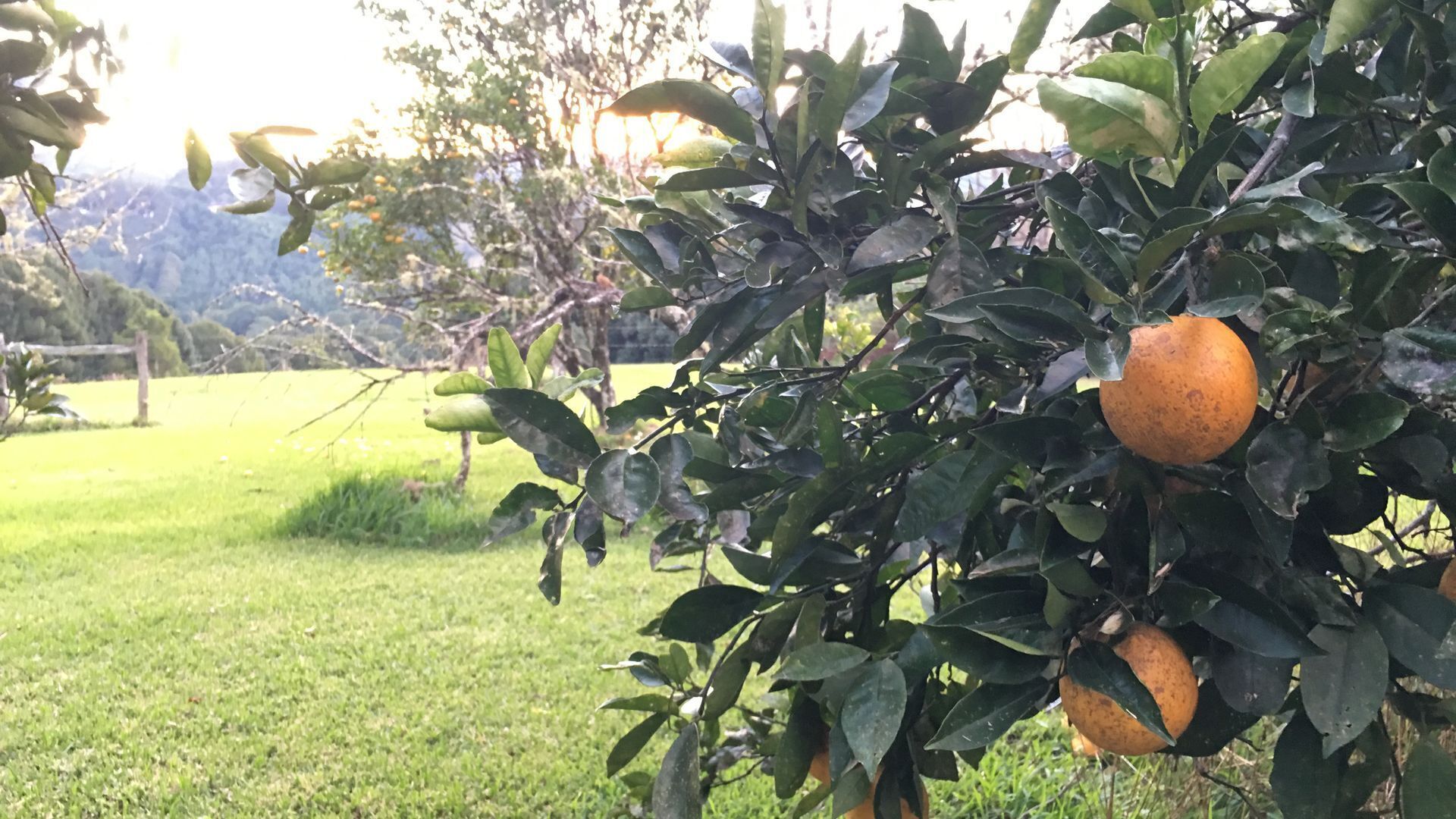 Valleydale Cottage - Byron Hinterland Escape