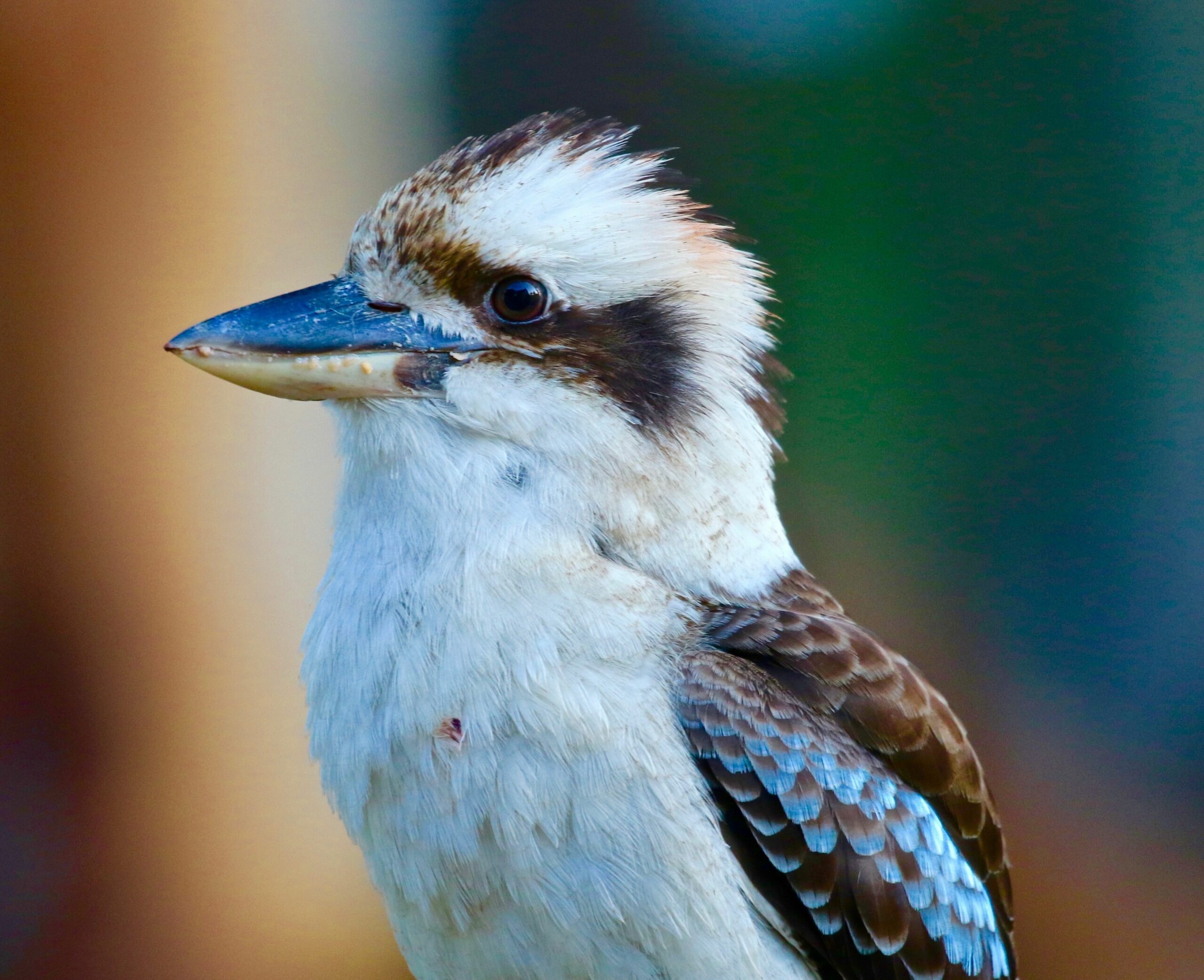 Peaceful Getaway on Southern Moreton Bay Islands - Bird Lovers Paradise