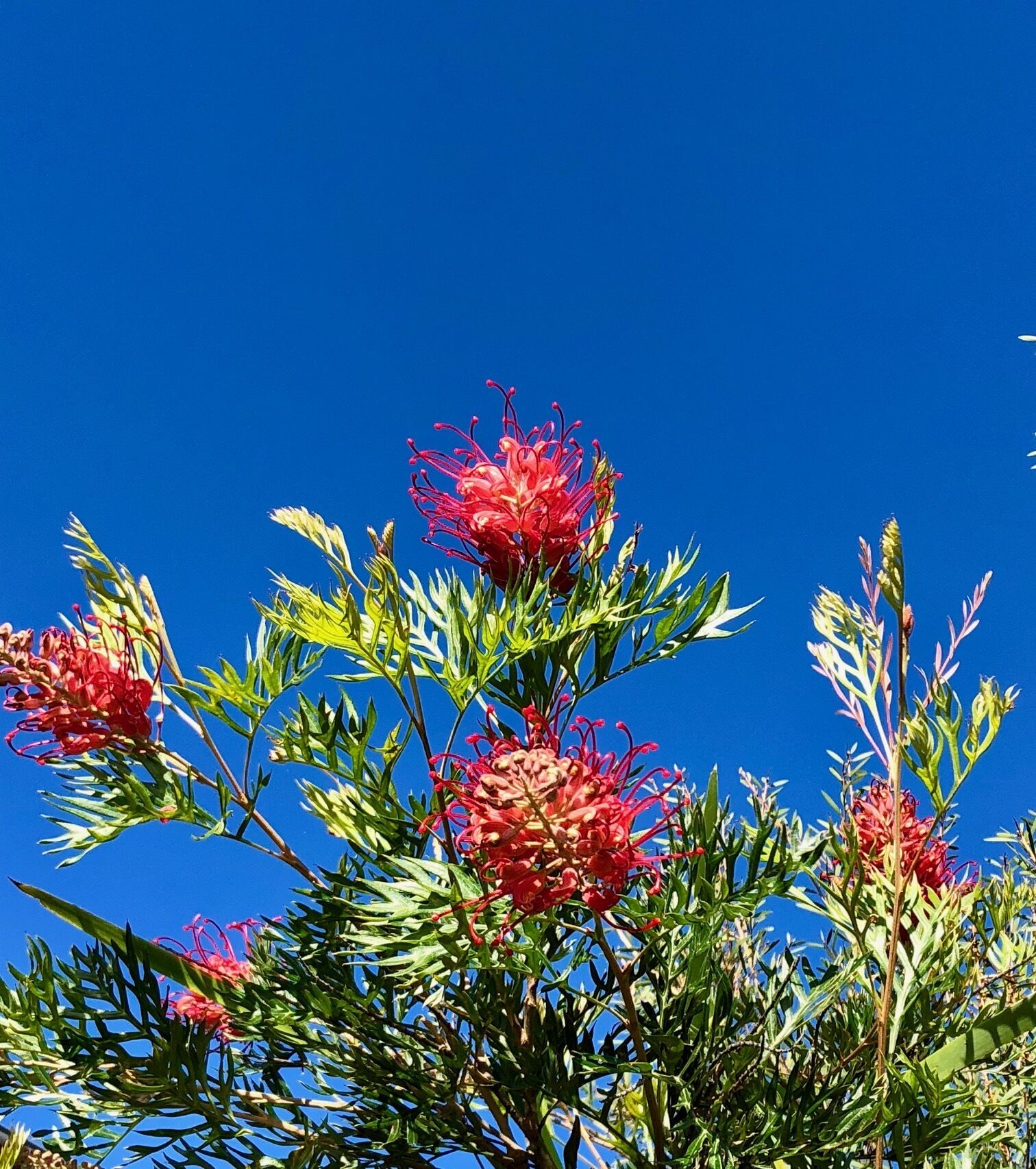 Escape to Bangalow, Byron Hinterland Accommodation With Stunning Views