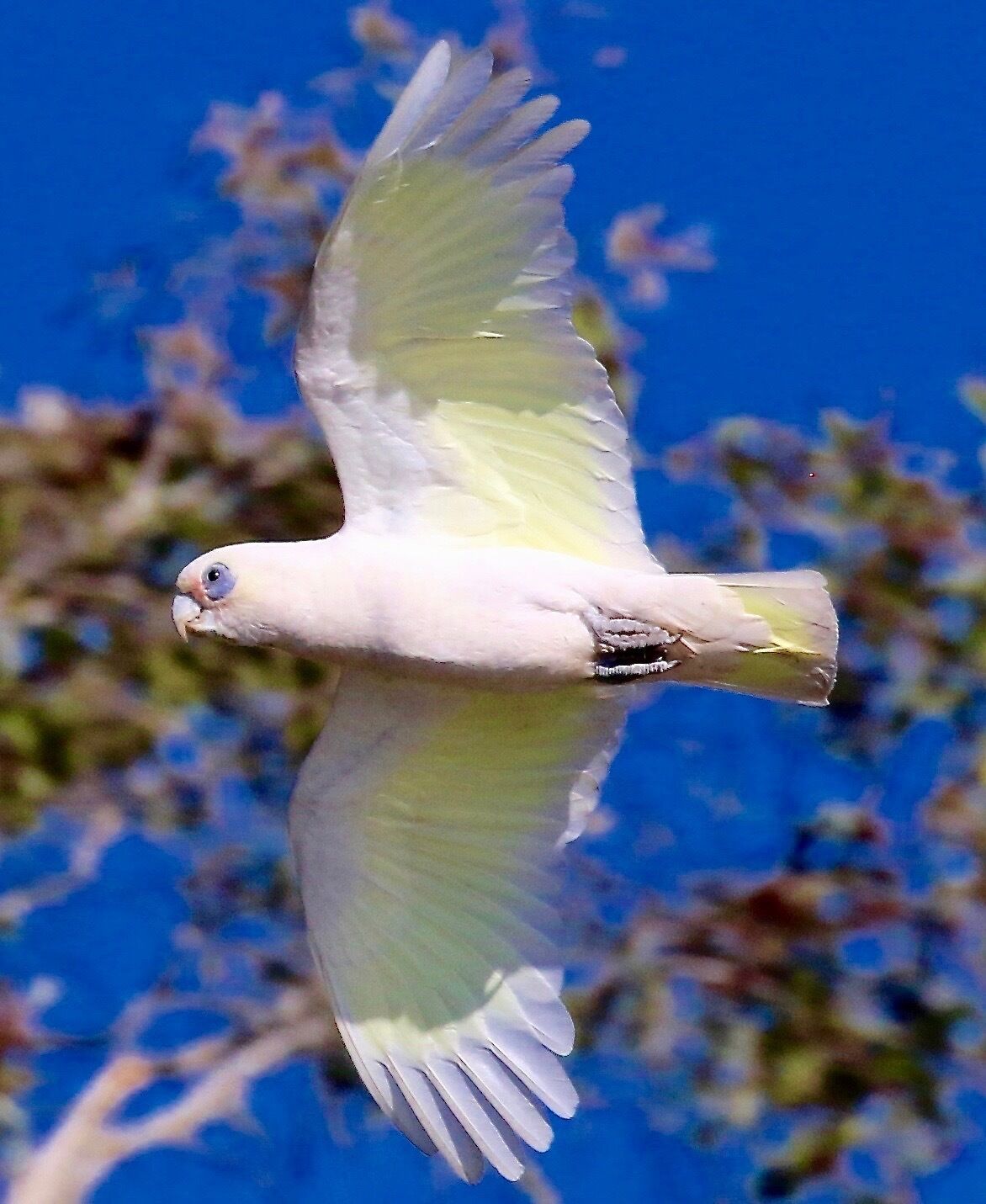 Peaceful Getaway on Southern Moreton Bay Islands - Bird Lovers Paradise