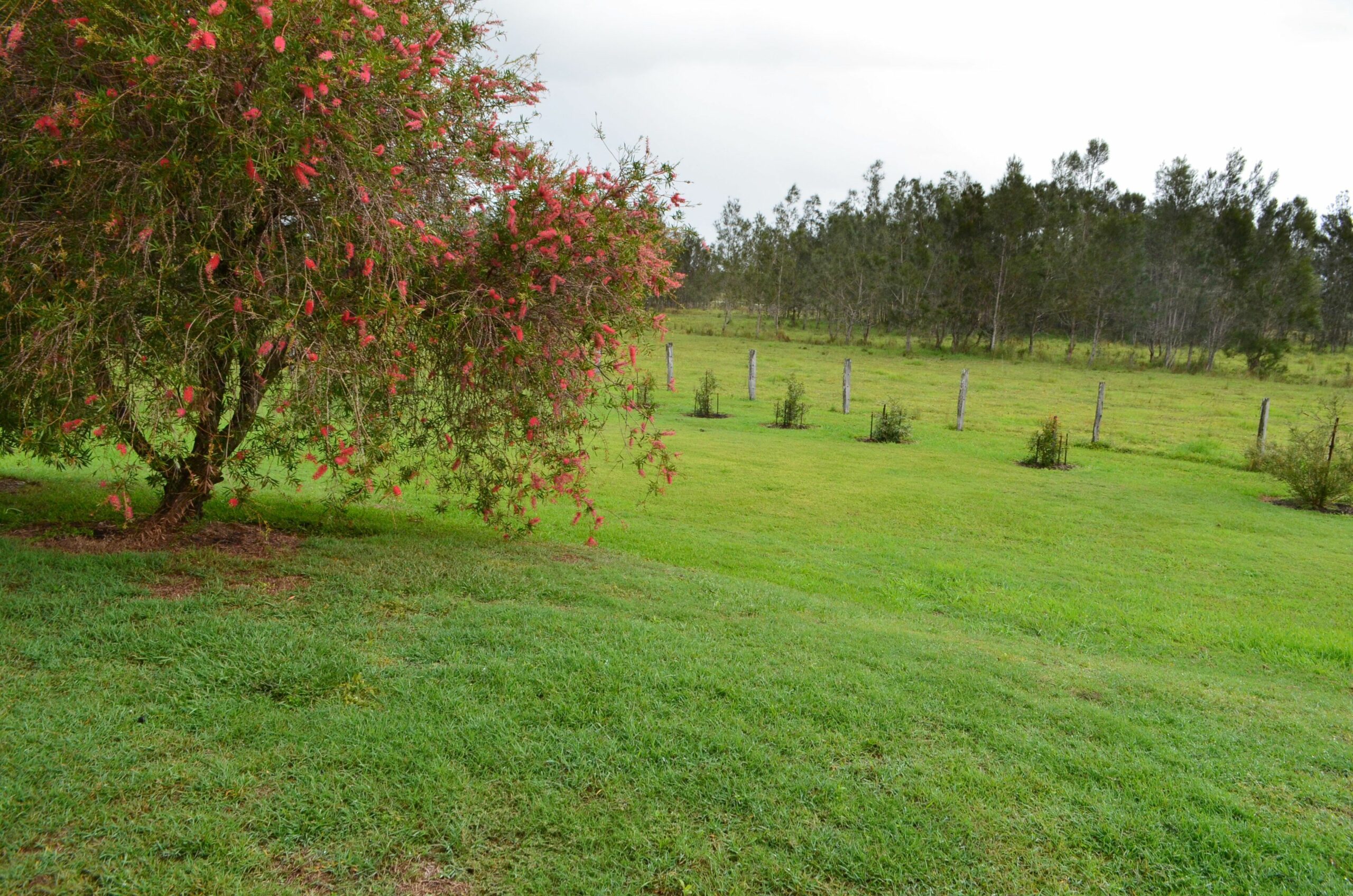 Near and Far Yamba - Farmstay - Family & Dog Friendly