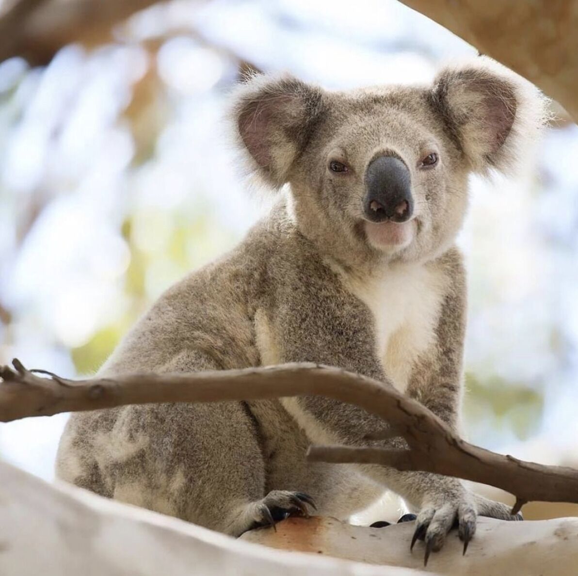 Sand Bark Executive Villa - North Stradbroke Island