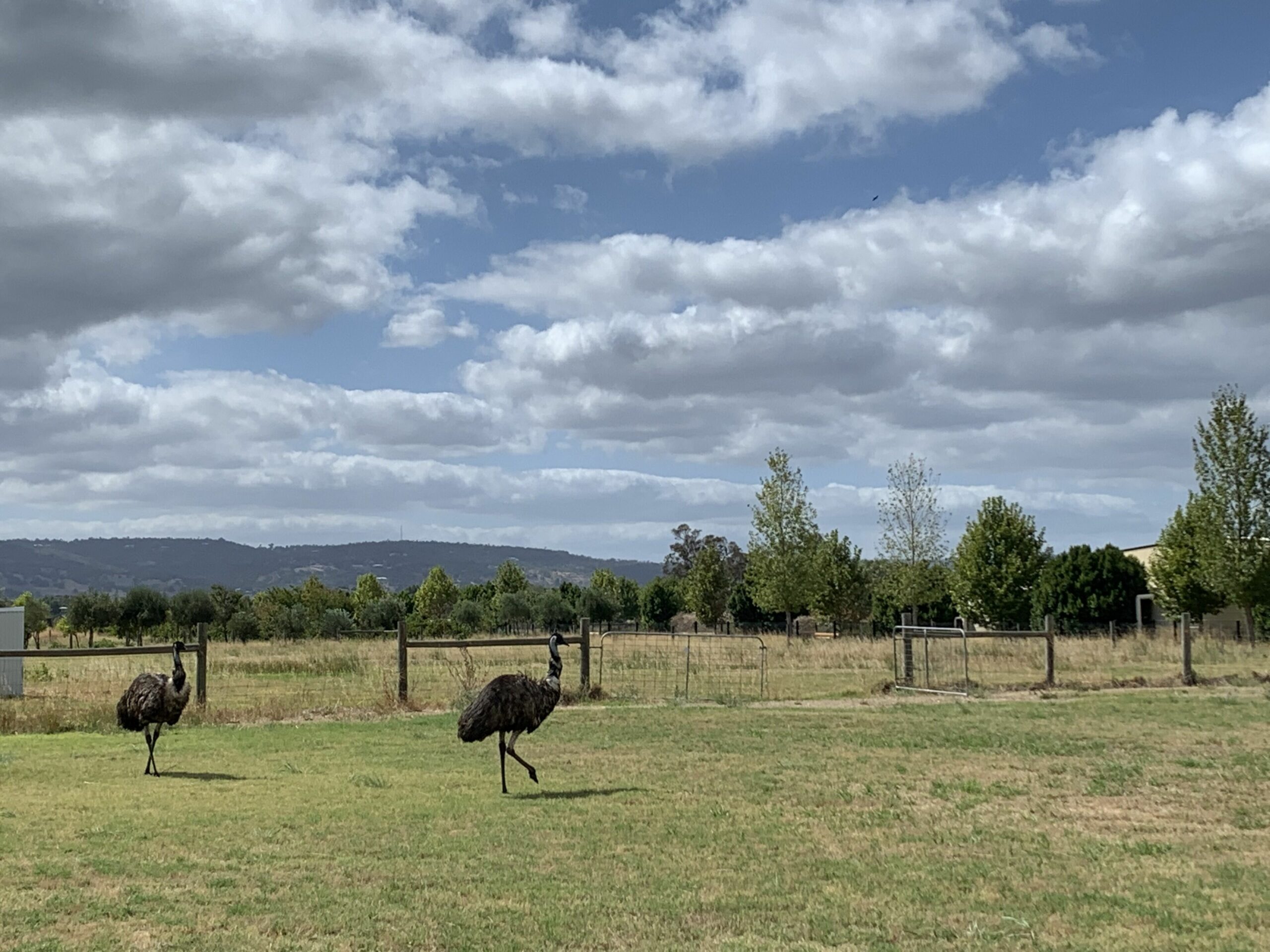 Poplars Farmstay - Swan Valley