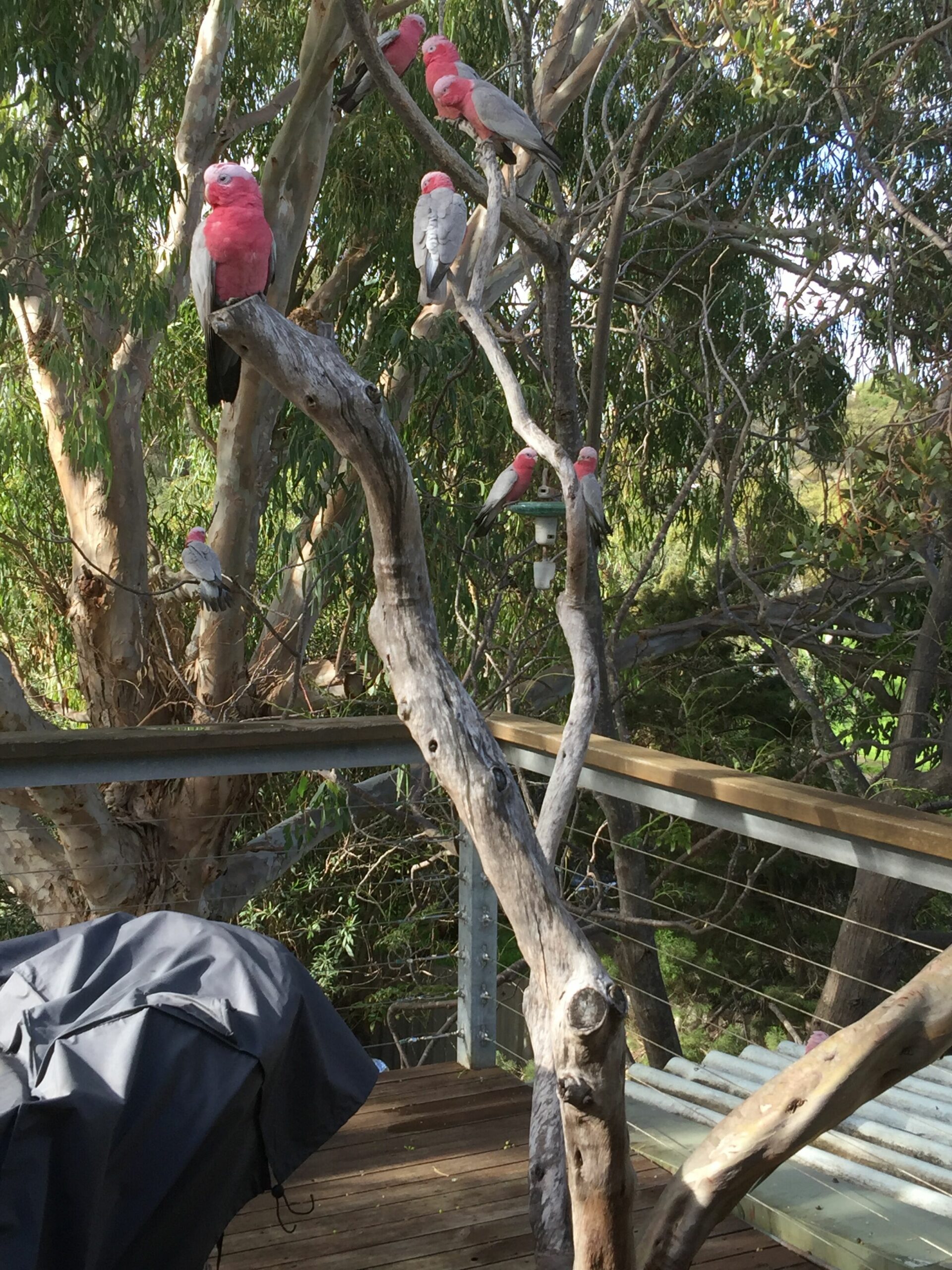 The Treehouse ~ Sanitised - YES !!!- Bed Linen & Kayaks Incl - Pets Welcome!