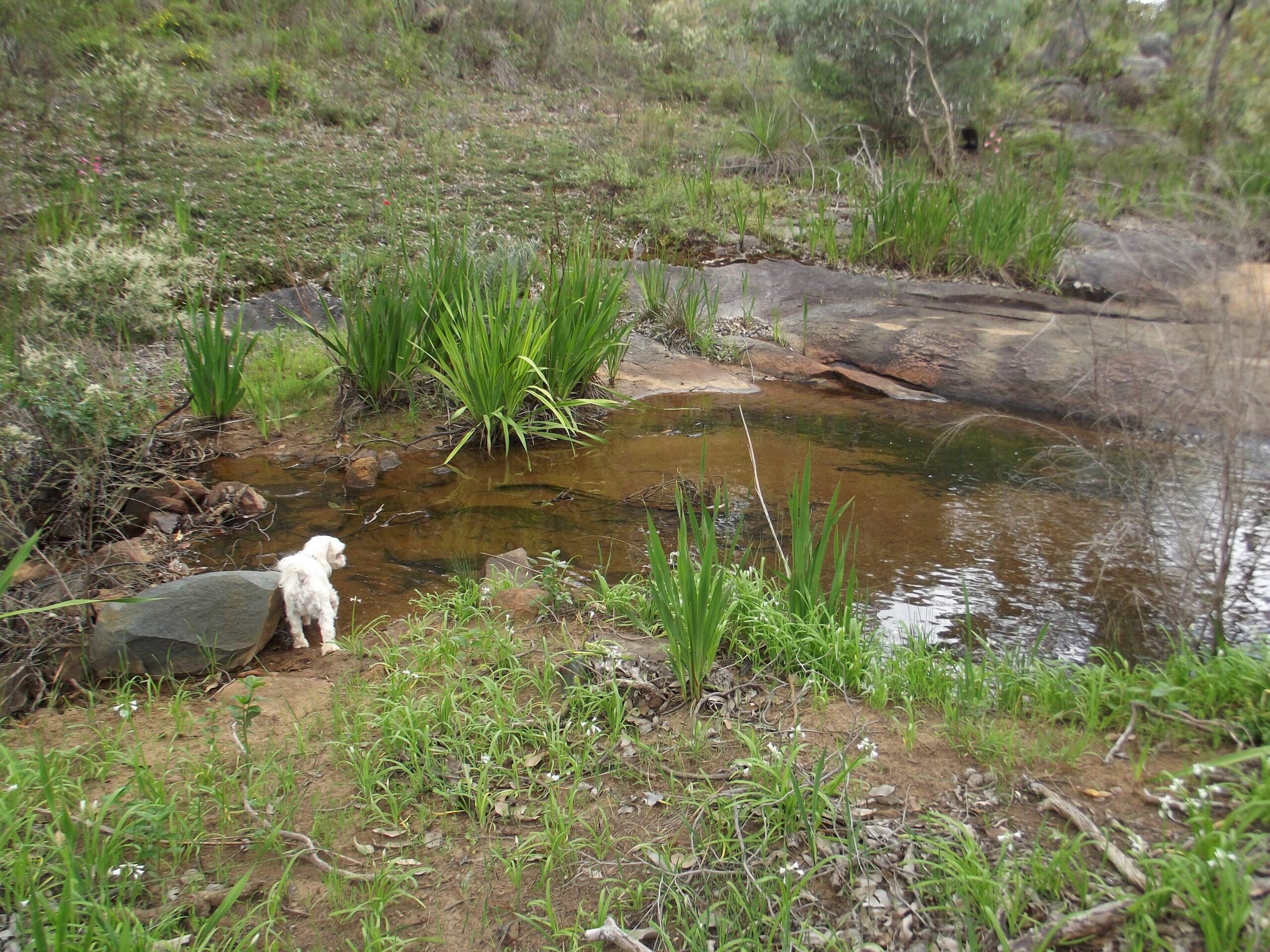 Escape in This dog Friendly Self-contained Luxurious 2 Storey Cottage