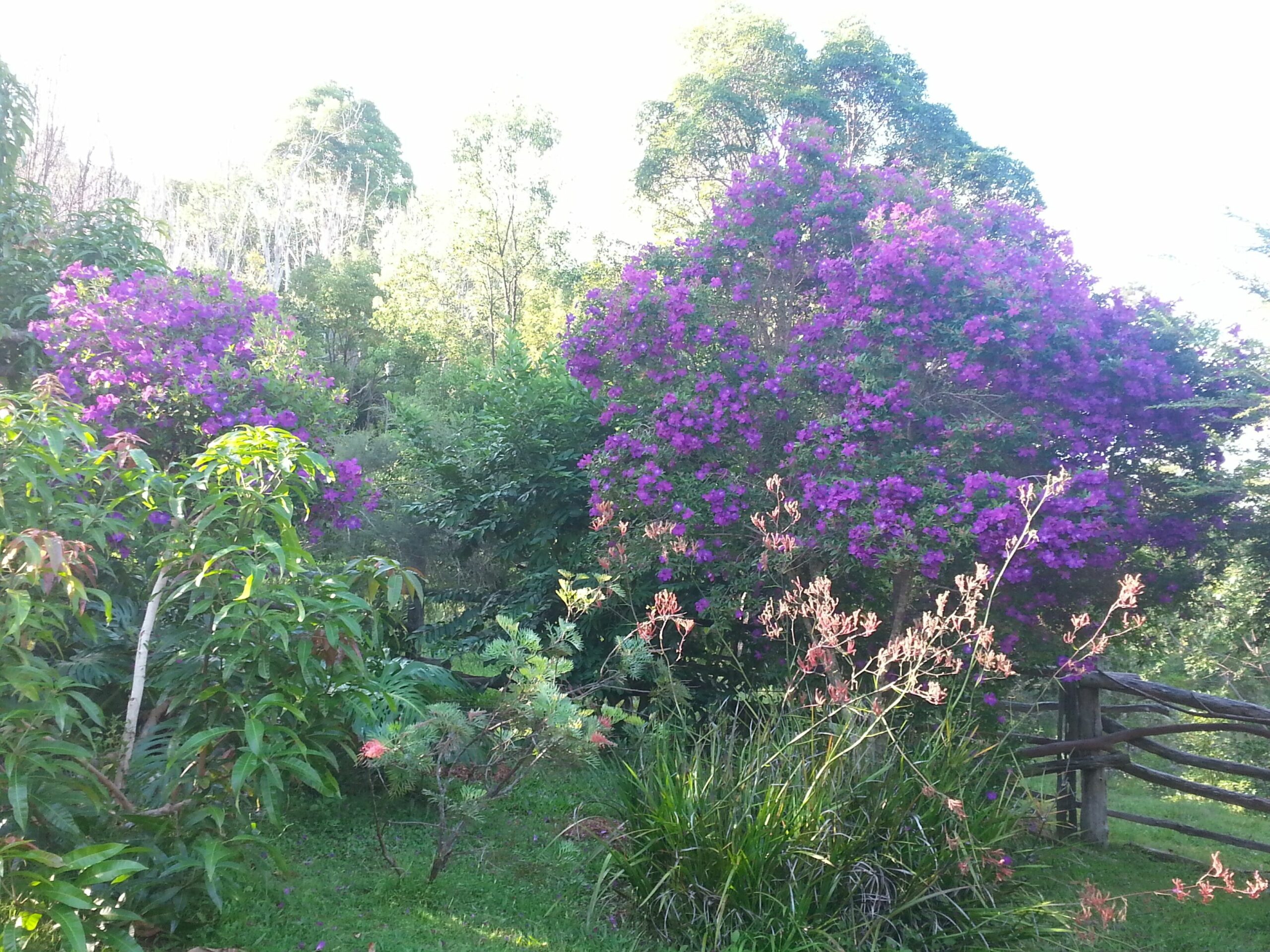 Beautiful secluded home in Mullumbimby