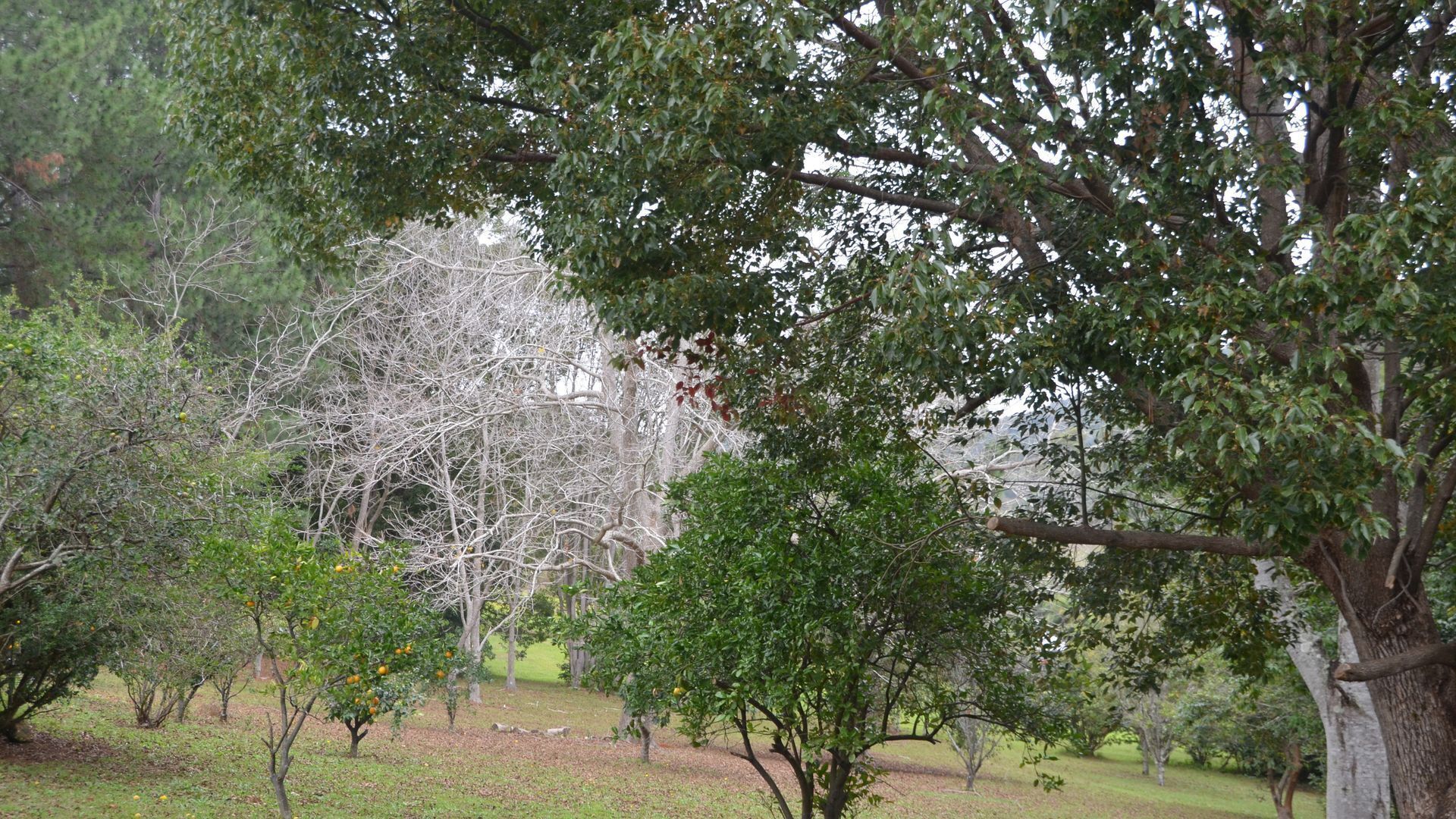 POCKET PINES @ THE POCKET in the Byron Bay Region