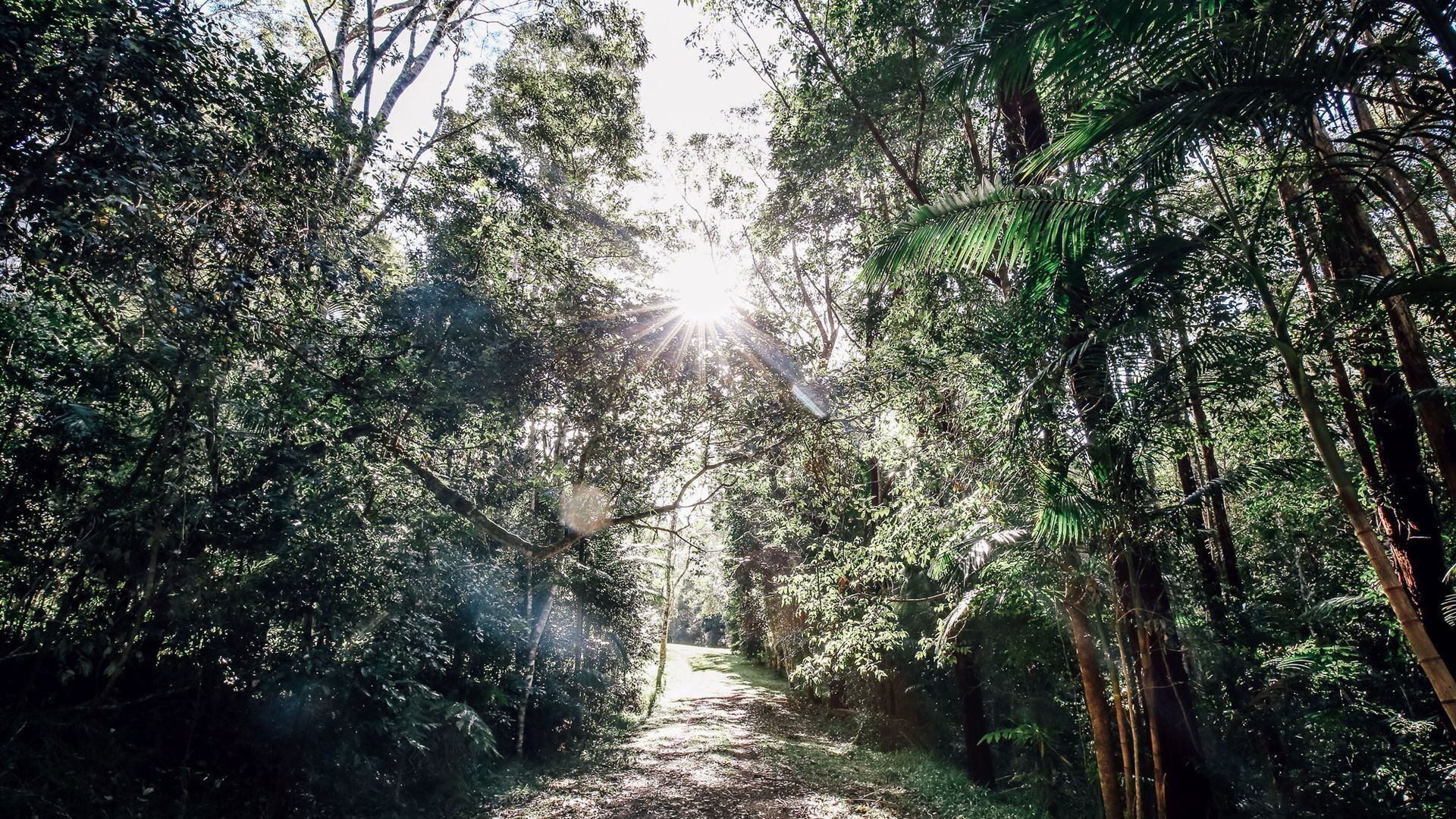 Nightcap Ridge - Byron Bay Hinterland