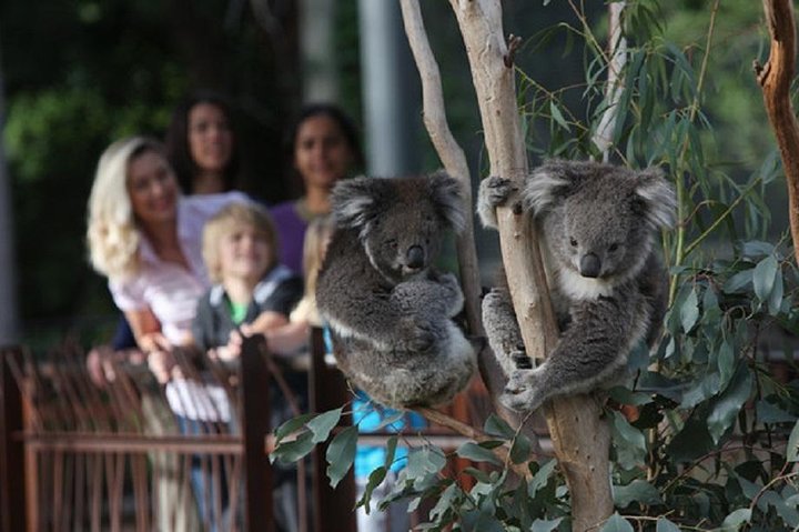 Australian Wildlife Tour at Melbourne Zoo Ticket