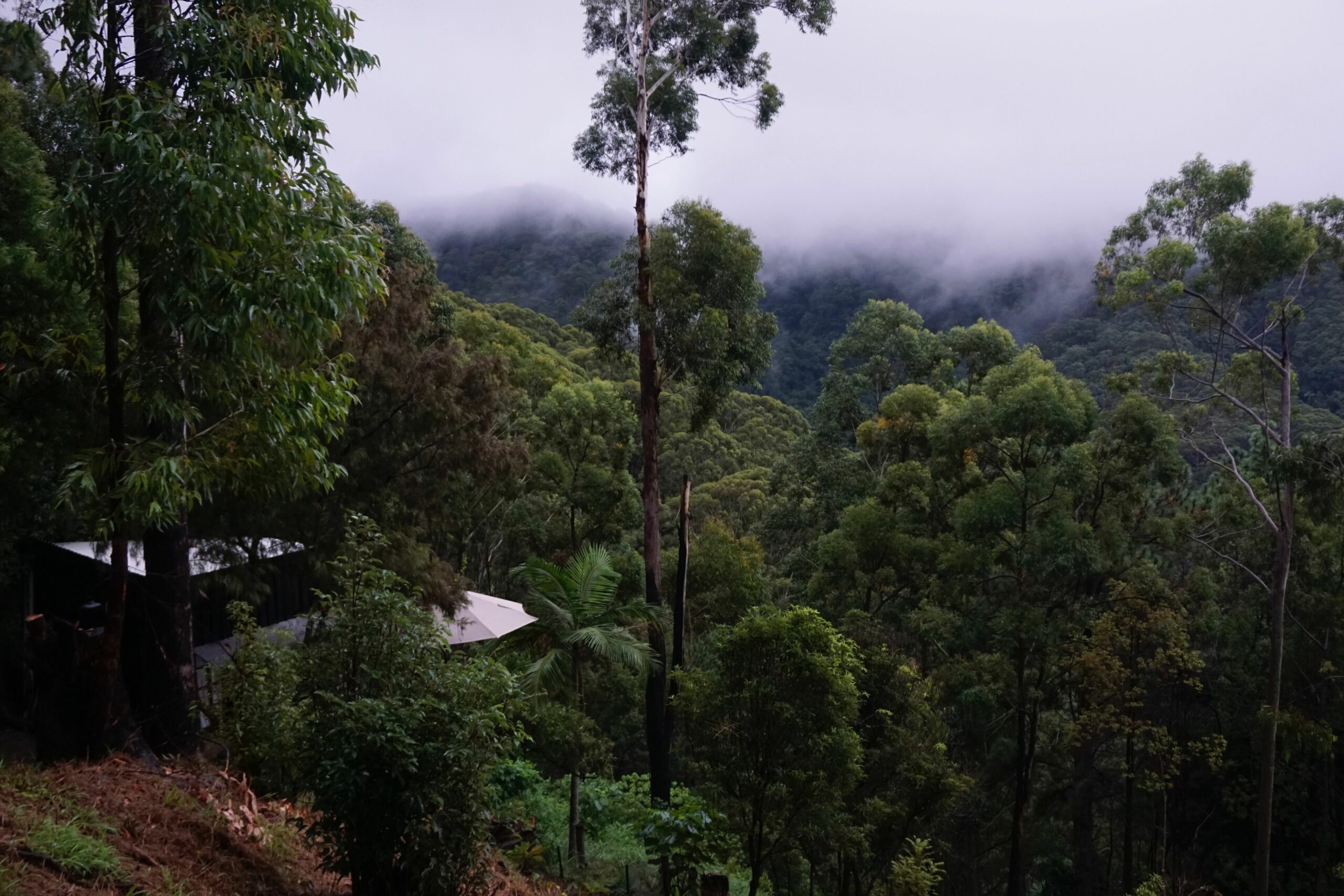 The Treepod-wake up to the Sunrise with views over valley to the Ocean