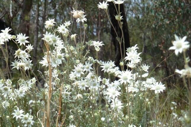 Mt Tully Cottage and Nature Refuge