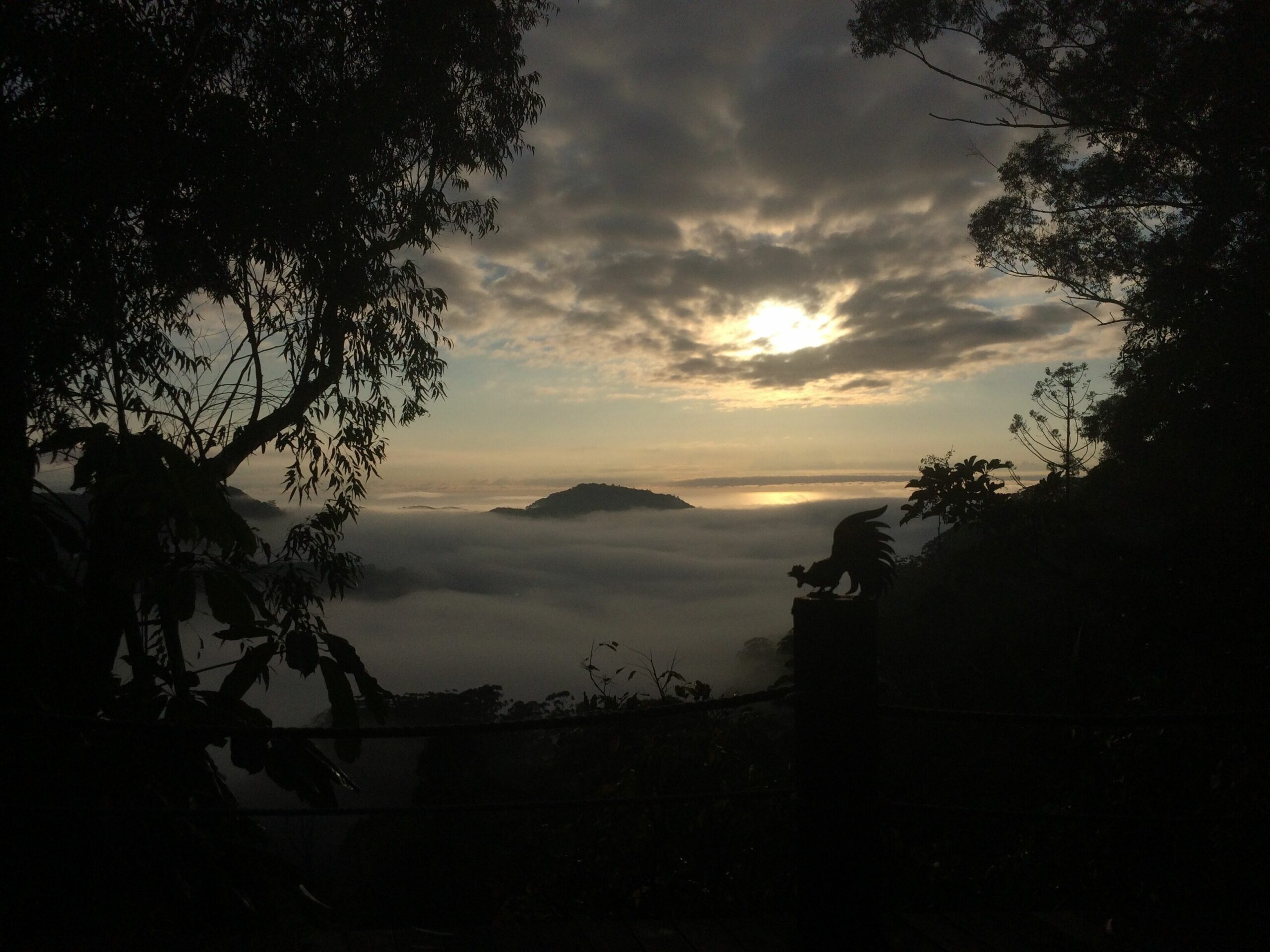 The Treepod-wake up to the Sunrise with views over valley to the Ocean