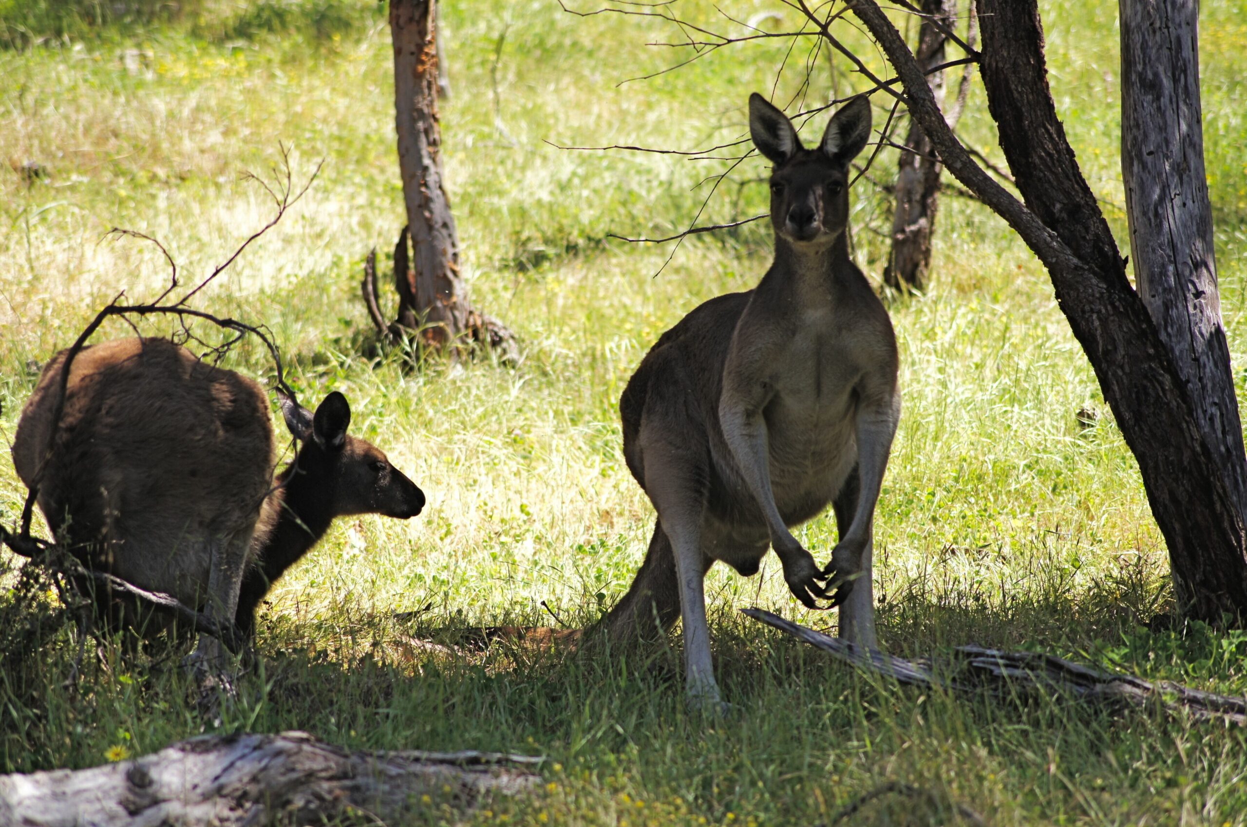 Sola Gratia Country Stay - Swan Valley Farm Stay