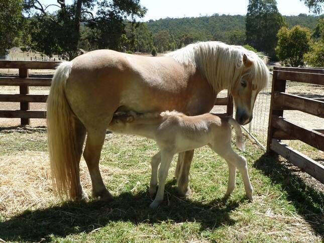 GUMLEAF COTTAGE FARMSTAY - Free daily Animal feeding - close to Perth!