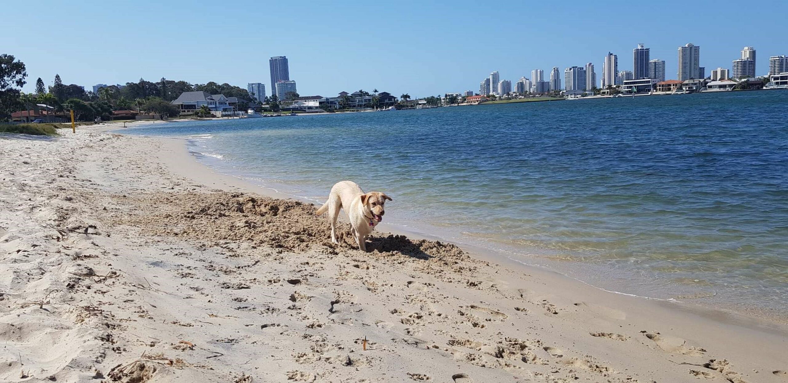 Surfers Regatta Waters - Pet Lovers