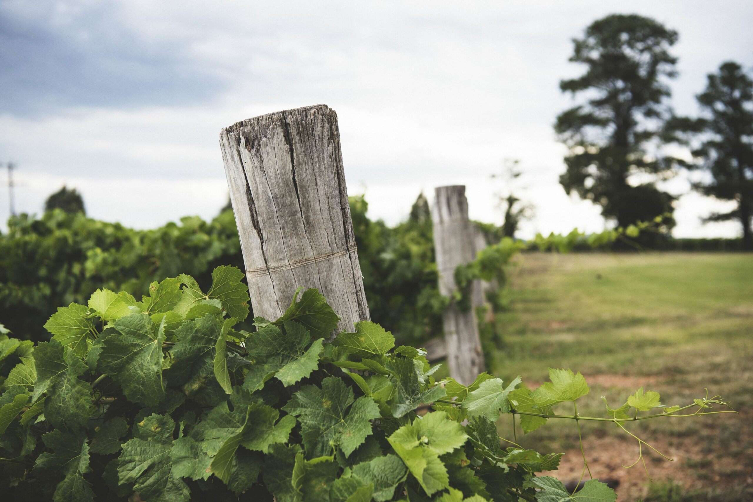 Eurunderee House - Nestled in Mudgees Famous Vineyards