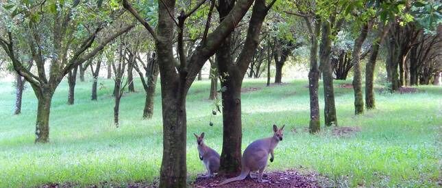 "riverbend Suites" Byron Hinterland Retreat