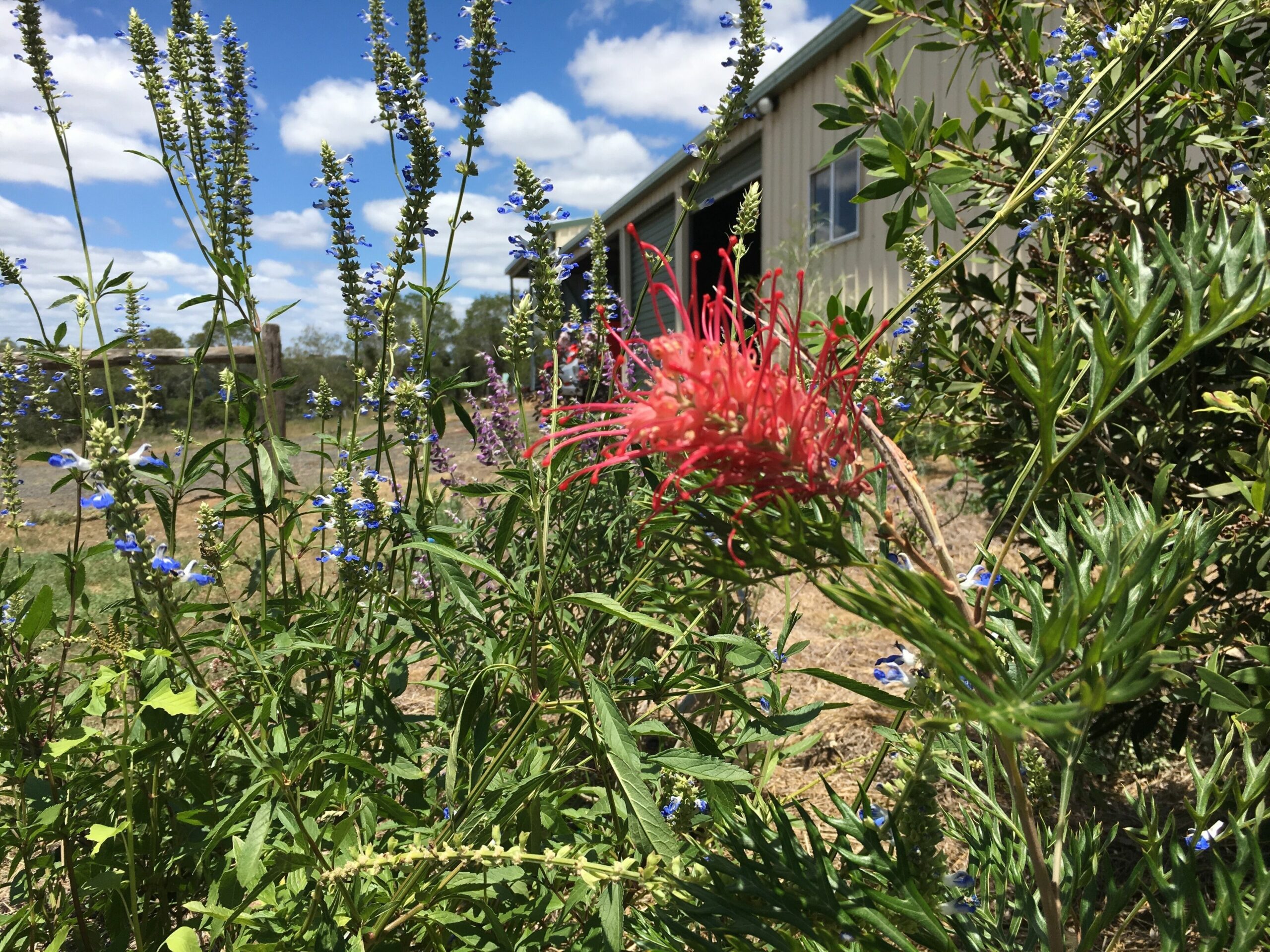 Tallavalley Farm BnB