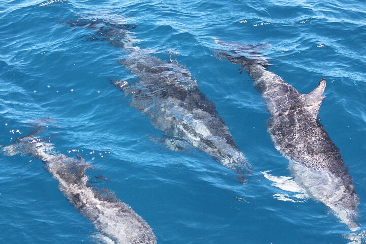 Hervey Bay Fun Cruise